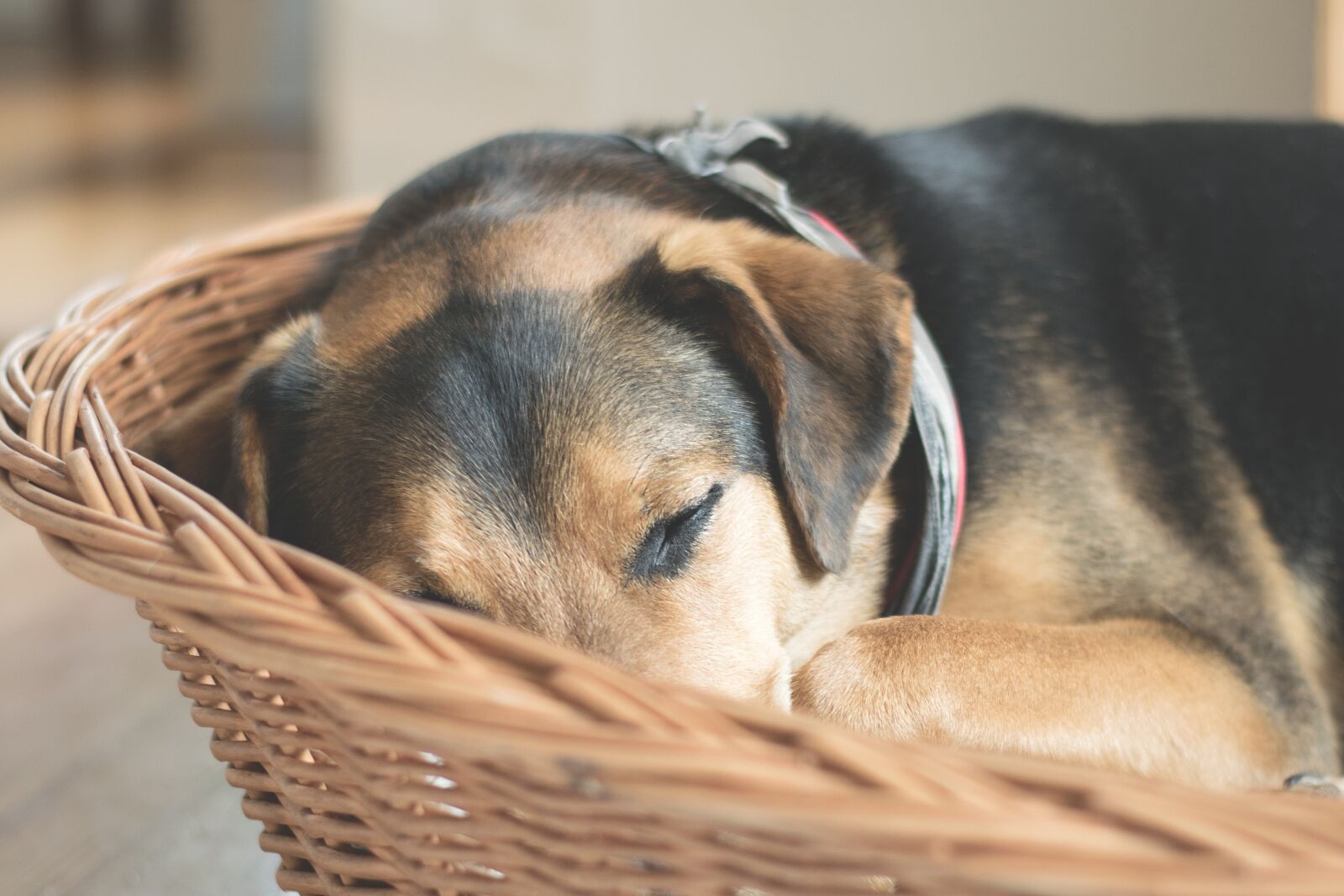 Nikon D5300 sample photo. Dog, sleep, animal photography