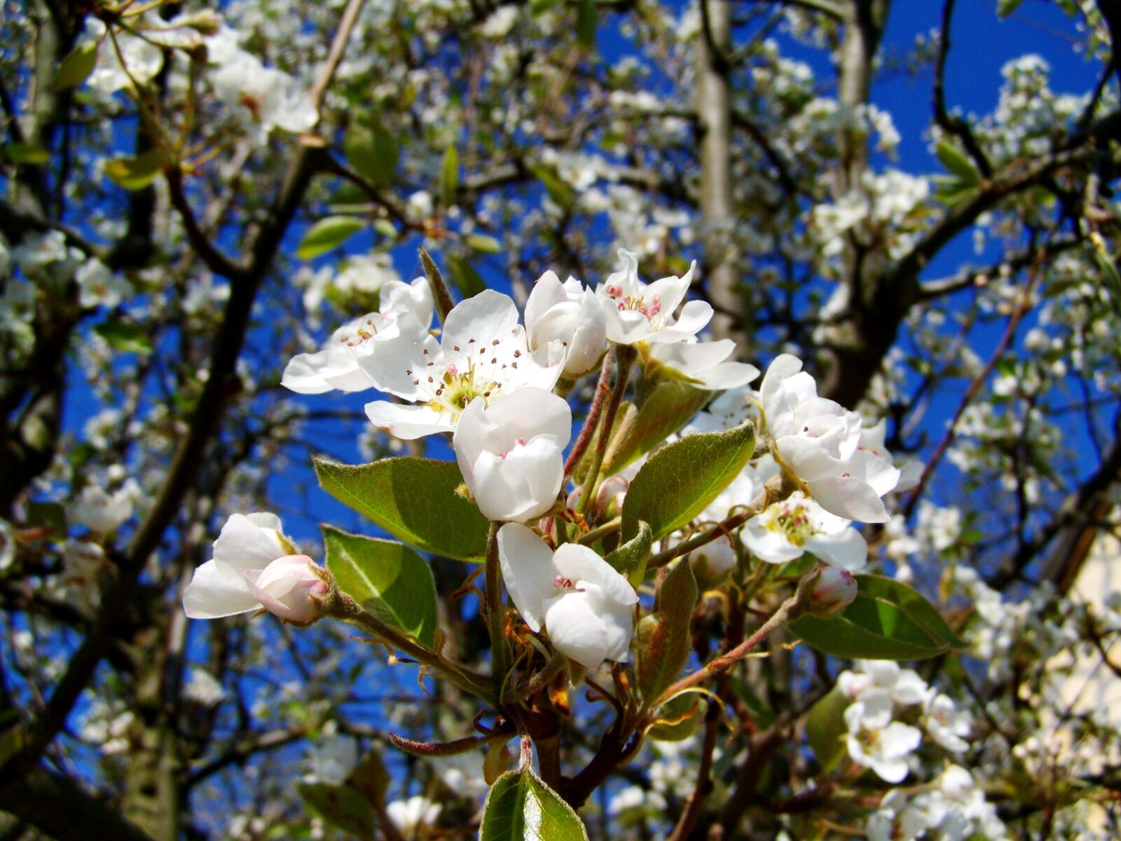 Kodak EASYSHARE ZD710 ZOOM DIGITAL CAMERA sample photo. Flowering cherry tree, spring photography