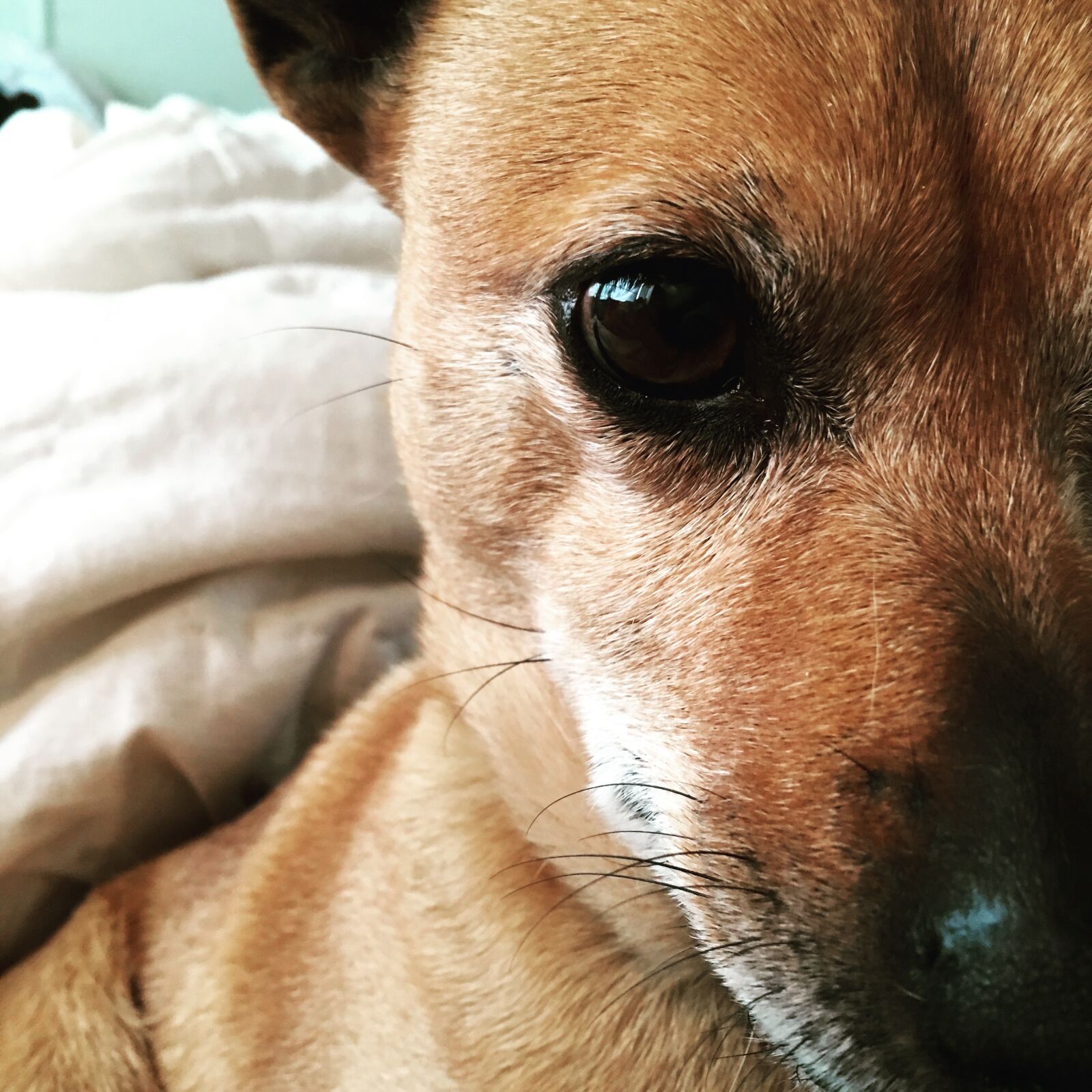 Apple iPhone 6s Plus sample photo. Dog, extreme, close, up photography