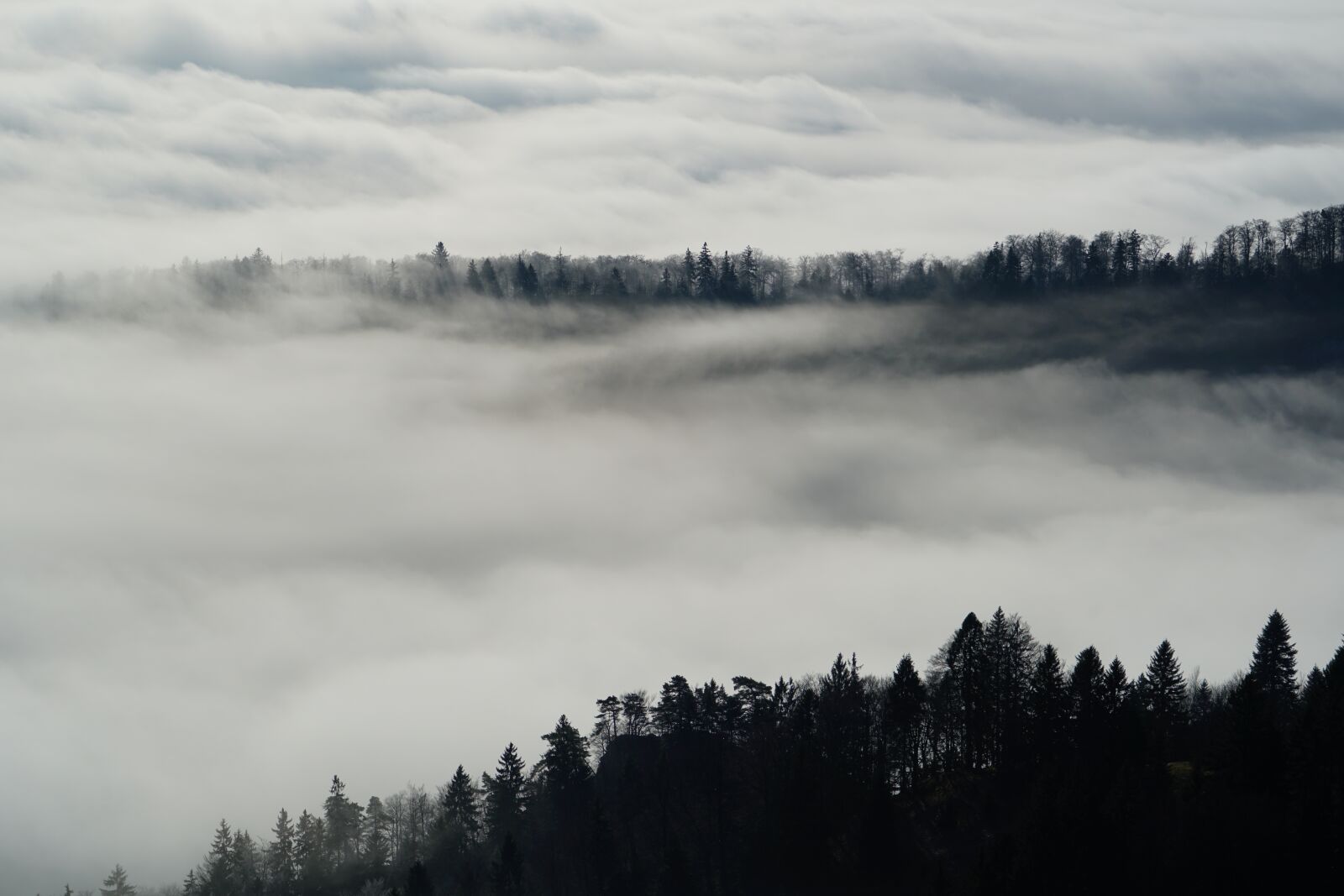 Sony a7R II + Sony FE 24-240mm F3.5-6.3 OSS sample photo. Fog, nebellandschaft, forest photography