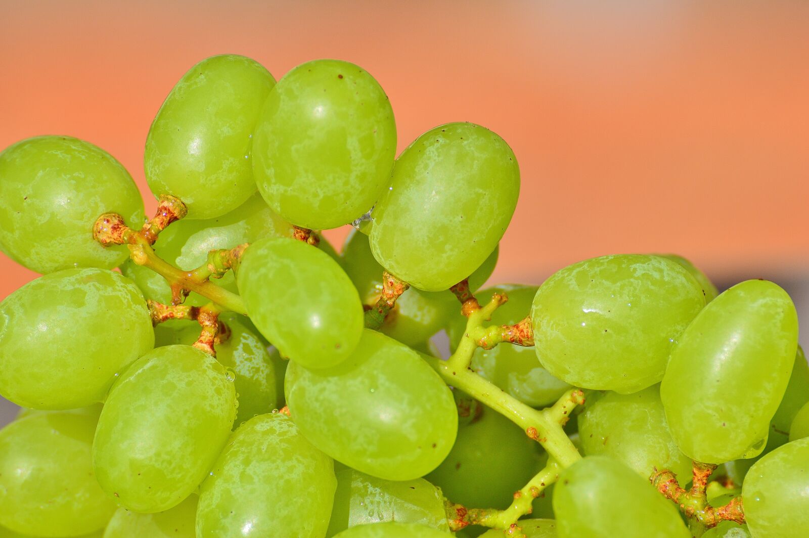 Nikon D3200 sample photo. Grapes, fruits, healthy photography