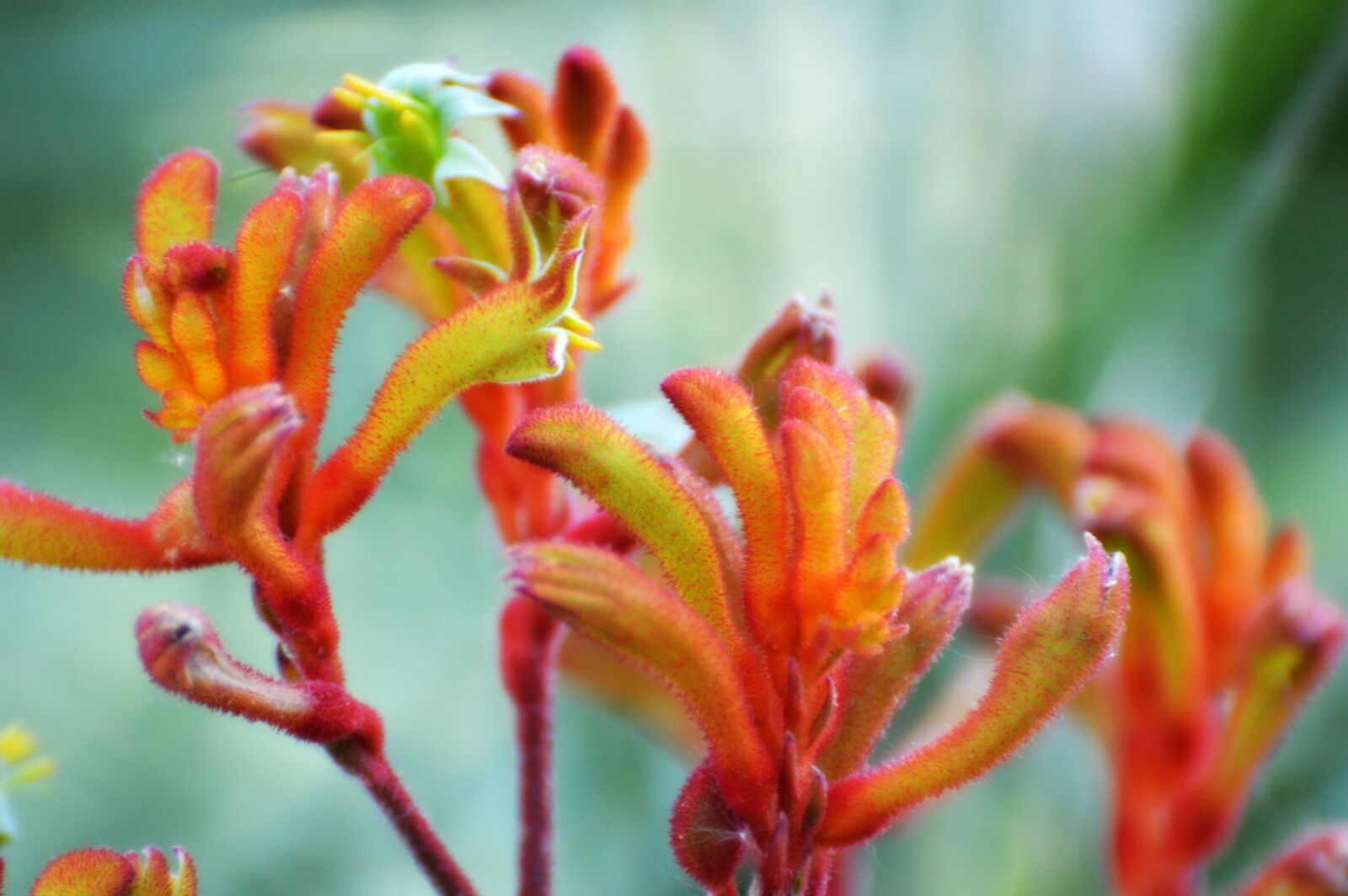 Nikon D3200 sample photo. Kangaroo paw, flower, orange photography