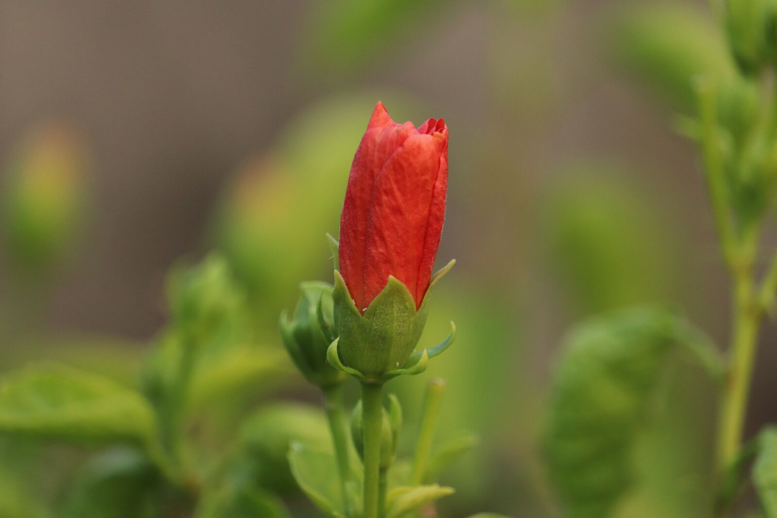 Canon EF-S 55-250mm F4-5.6 IS STM sample photo. Bud, hibiscus, nature photography
