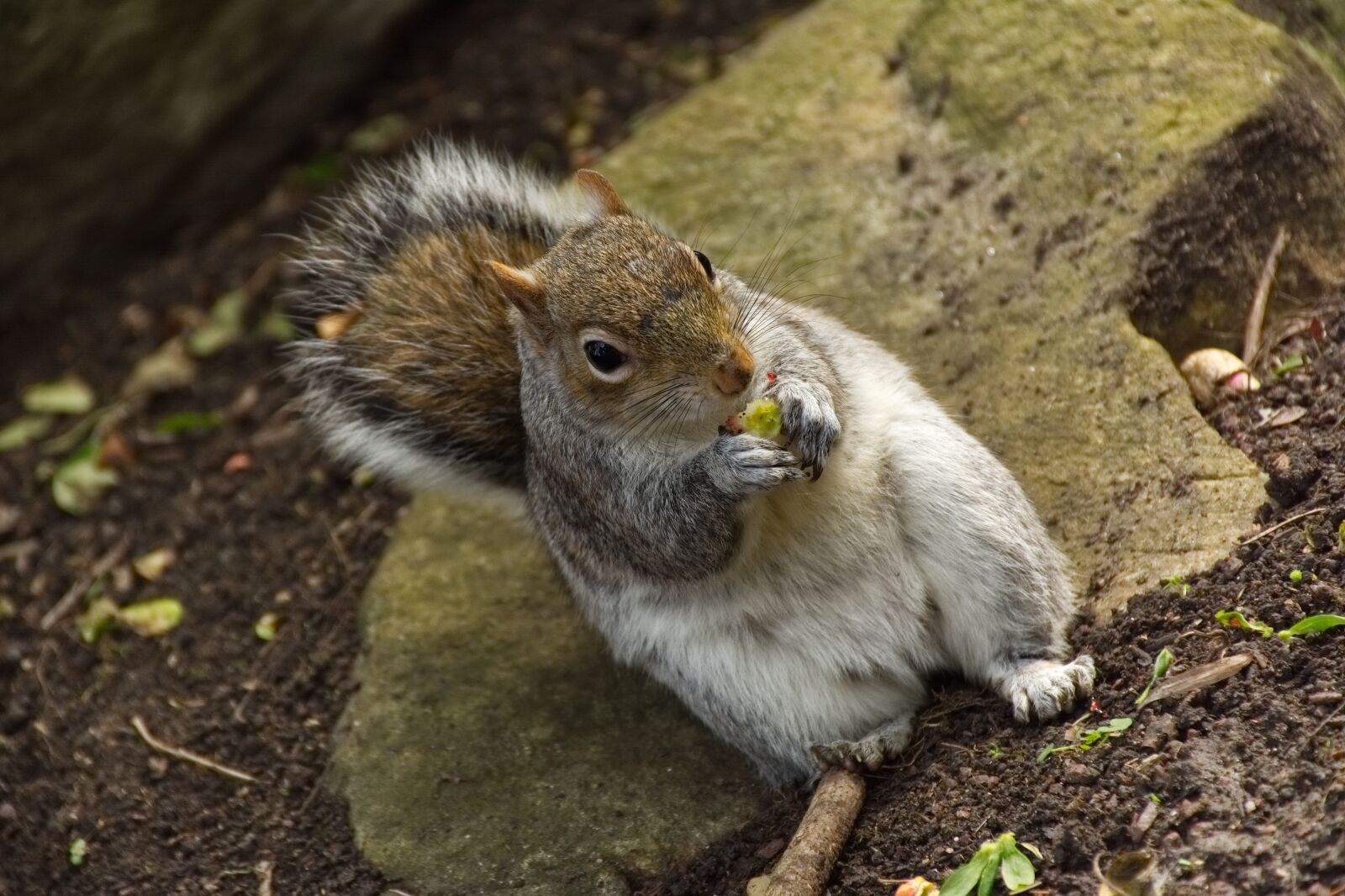 Nikon D7100 sample photo. Squirrel, wildlife, animal photography