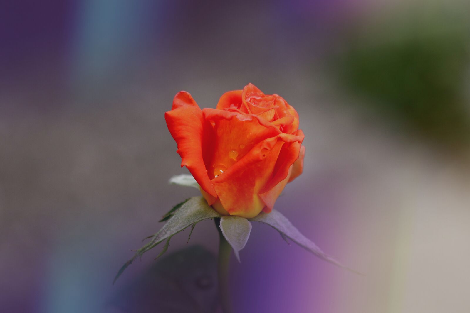 Canon EOS 77D (EOS 9000D / EOS 770D) sample photo. Rose, love, petals photography