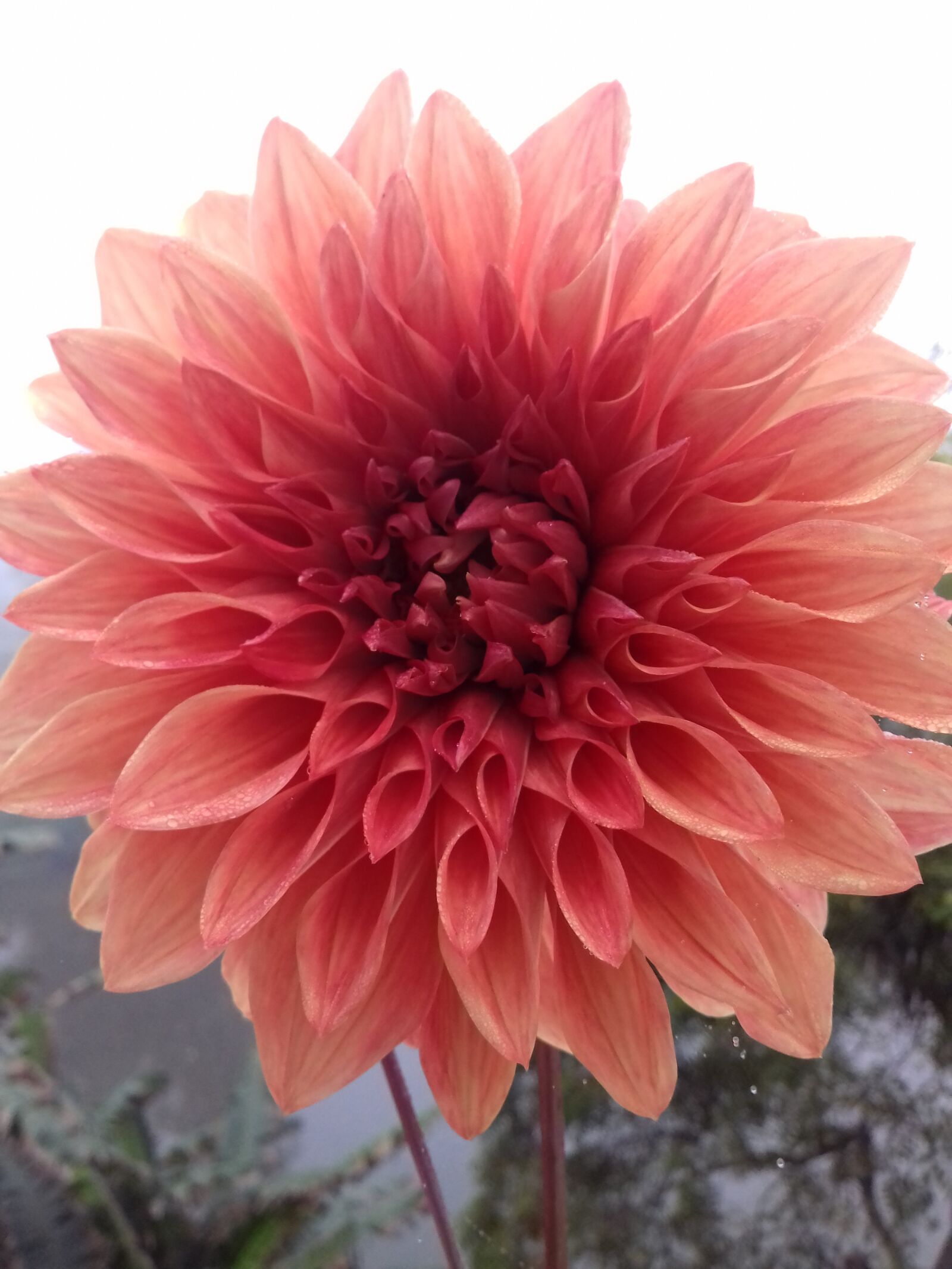 Samsung Galaxy J3(2016) sample photo. Beautiful, flowers photography
