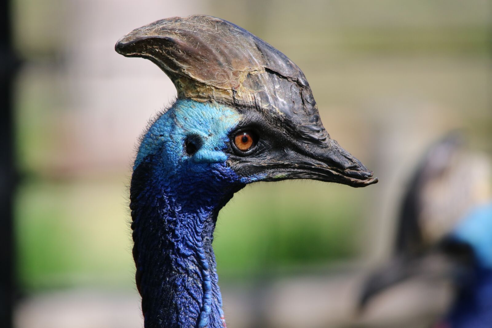 Canon EOS 750D (EOS Rebel T6i / EOS Kiss X8i) sample photo. Bird, wildlife, nature photography