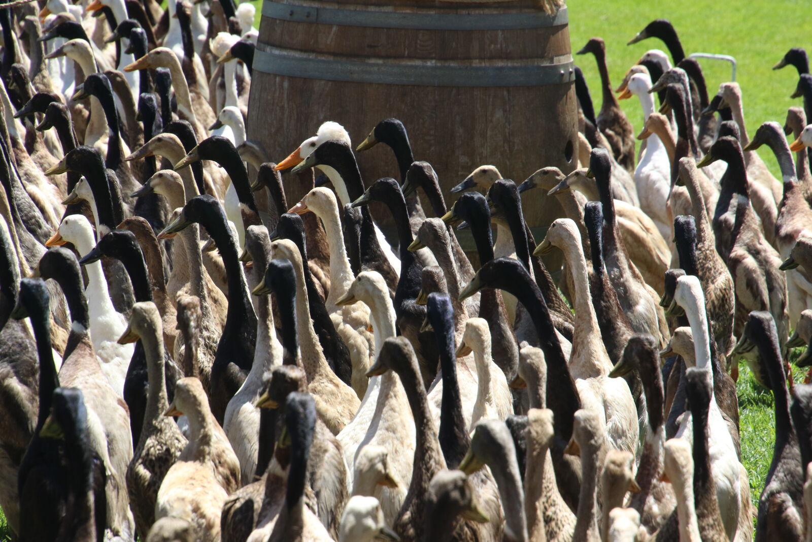 Canon EOS 7D Mark II sample photo. Animals, around, burrel, ducks photography