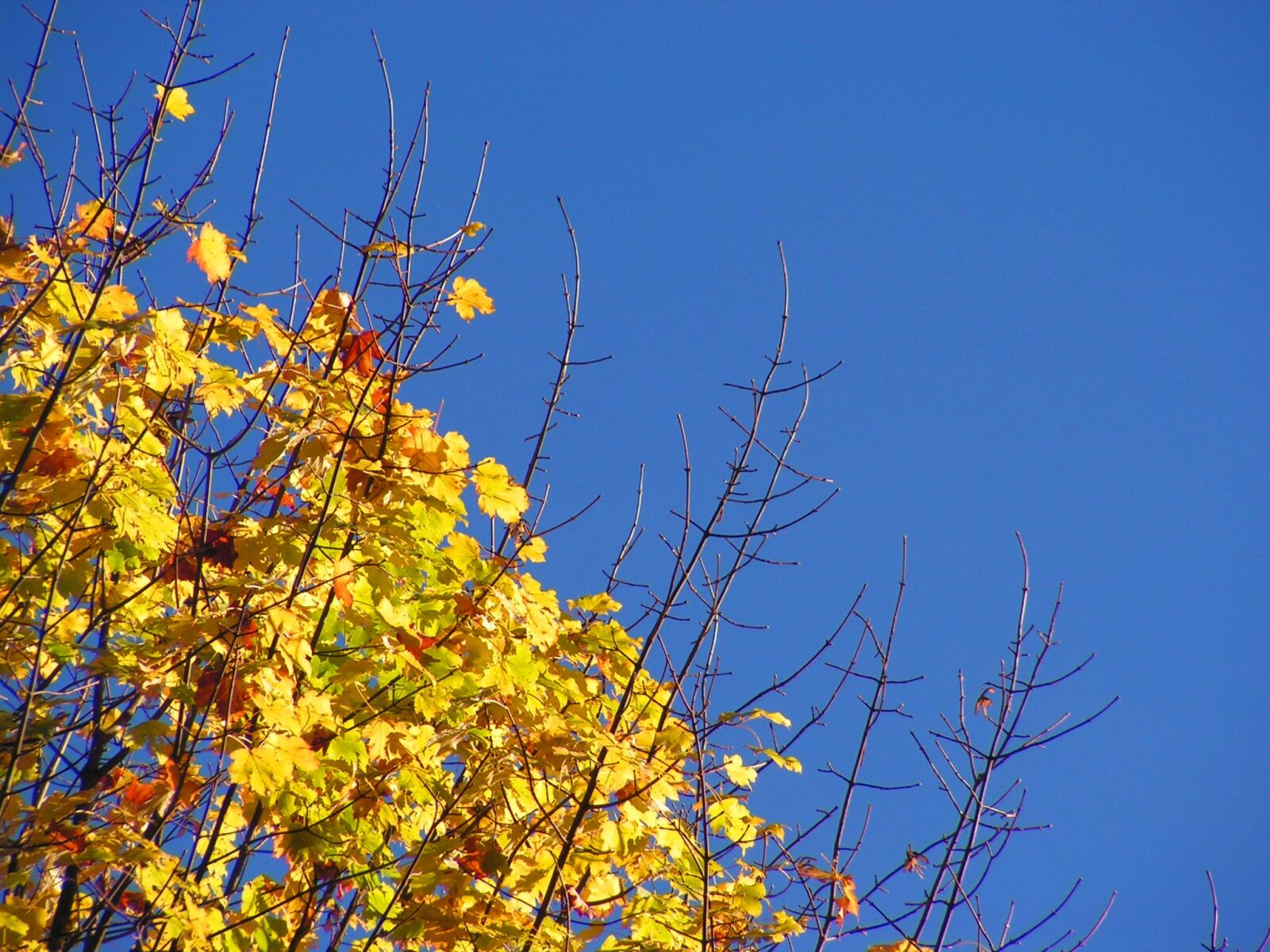 KONICA MINOLTA DiMAGE Z10 sample photo. Tree, autumn, colors photography