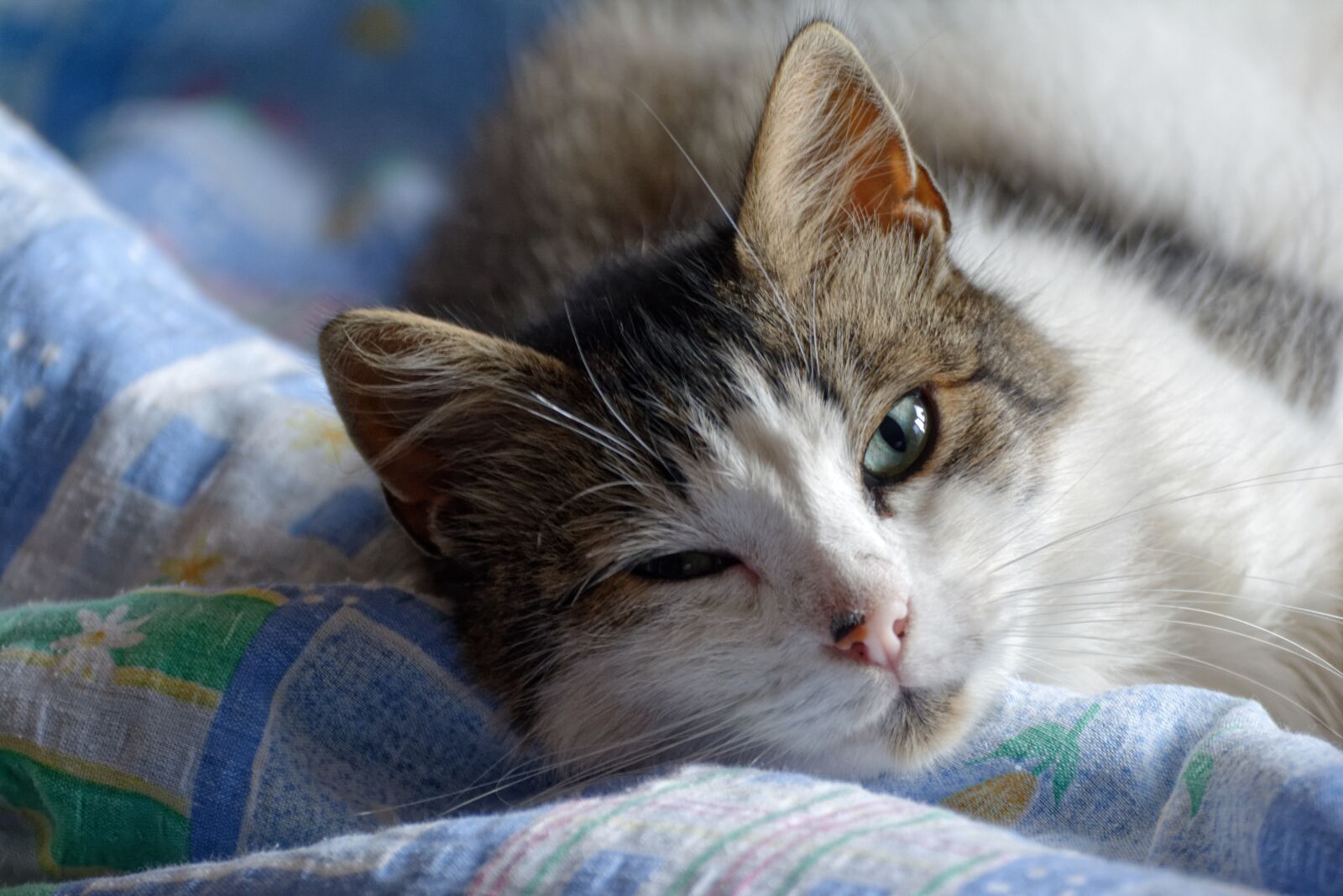 Nikon D5200 sample photo. Cat, kitten, sleepy photography