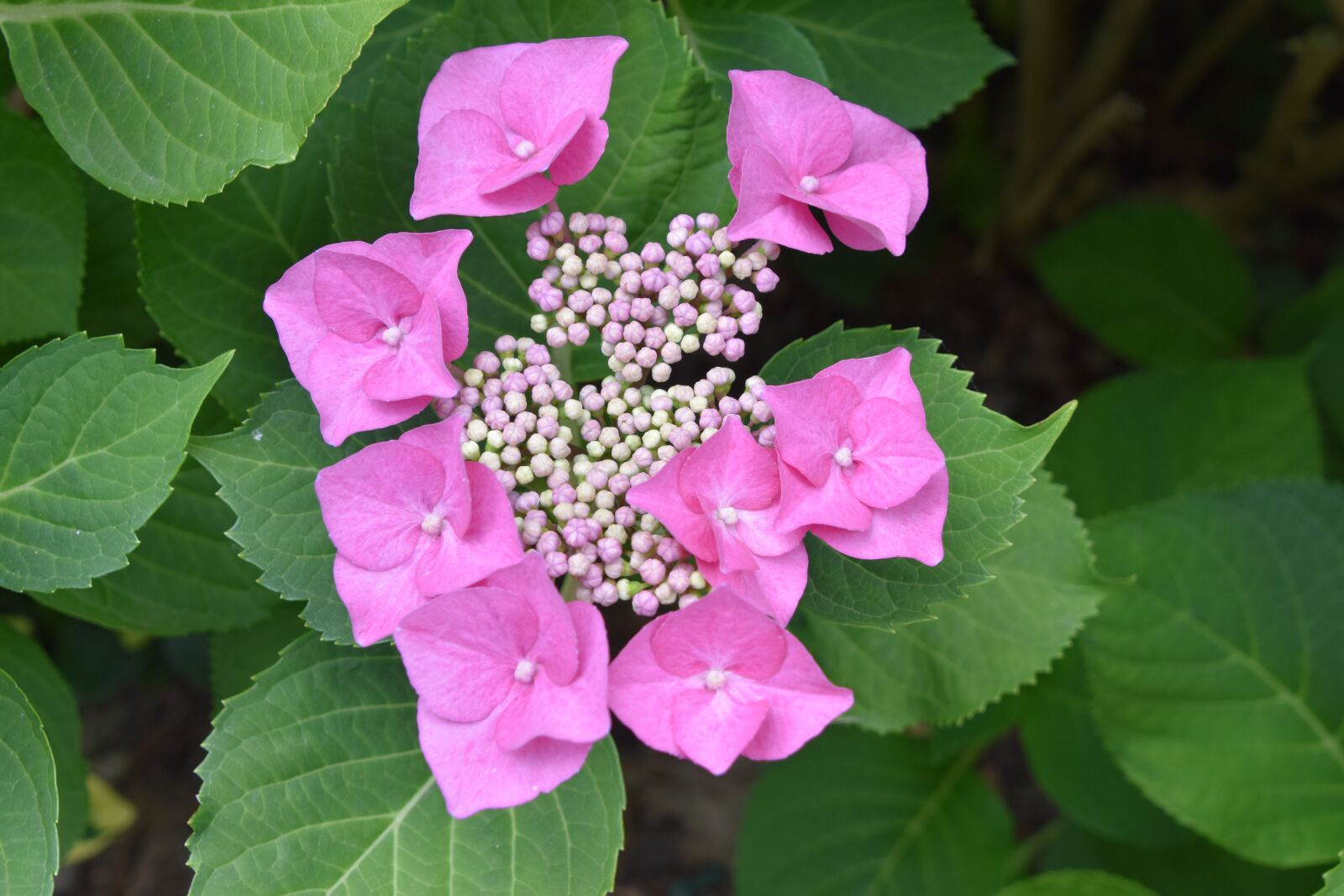 Nikon D5600 sample photo. Flower, pink, nature photography