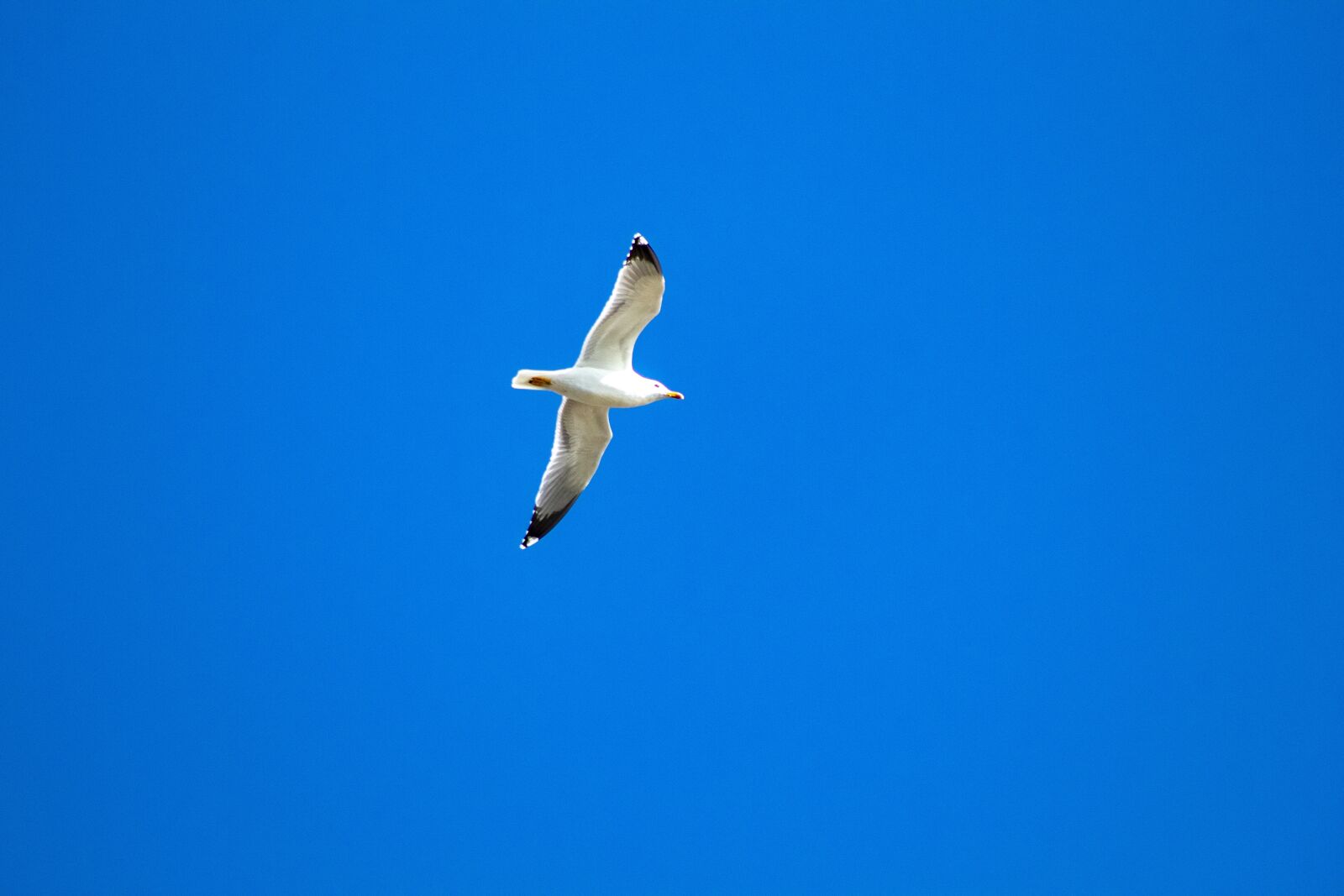 Canon EOS 4000D (EOS Rebel T100 / EOS 3000D) sample photo. Seagull, blue, ganesh photography