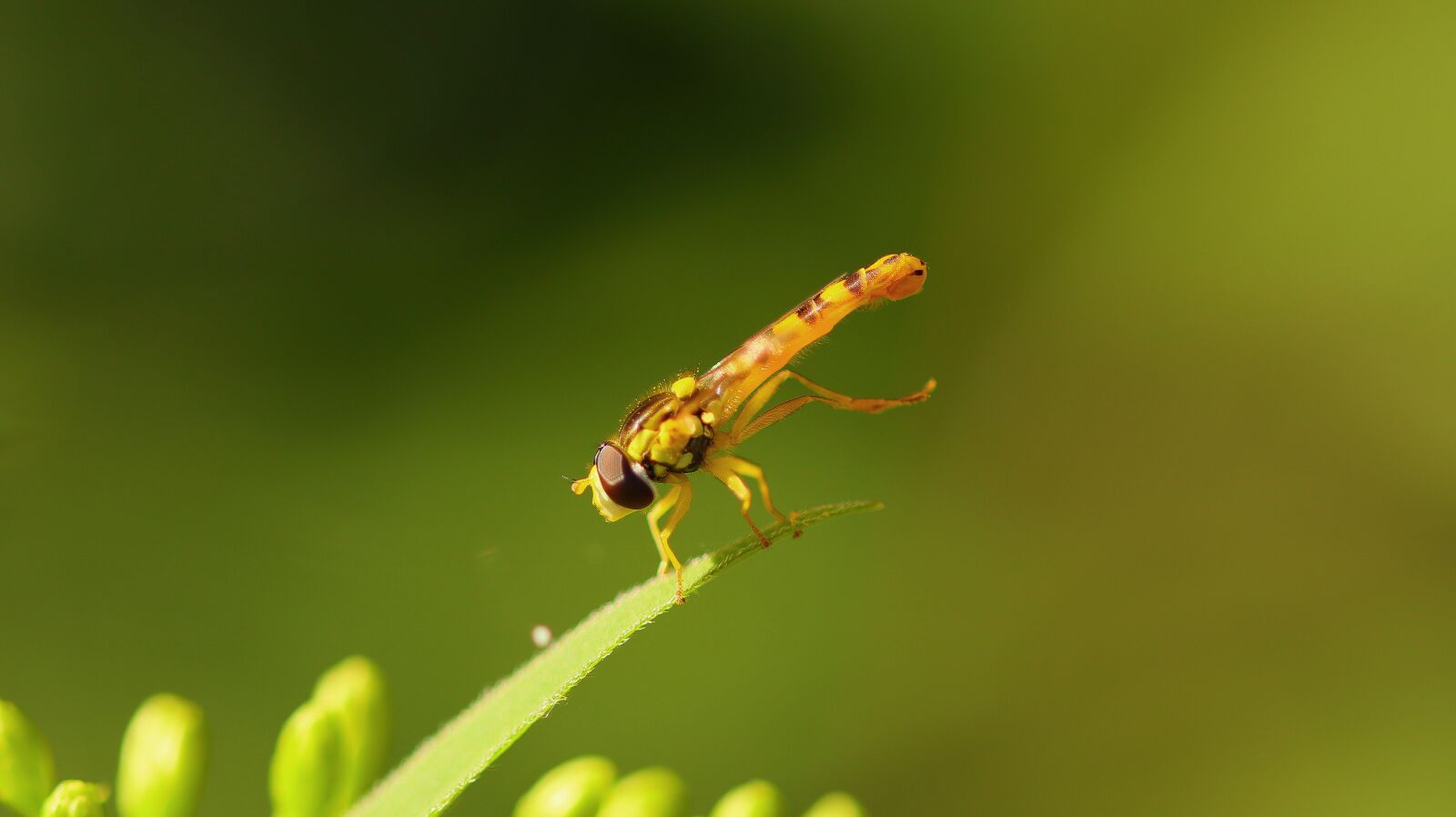 Canon EOS M50 (EOS Kiss M) sample photo. Hoverfly, insect, close up photography