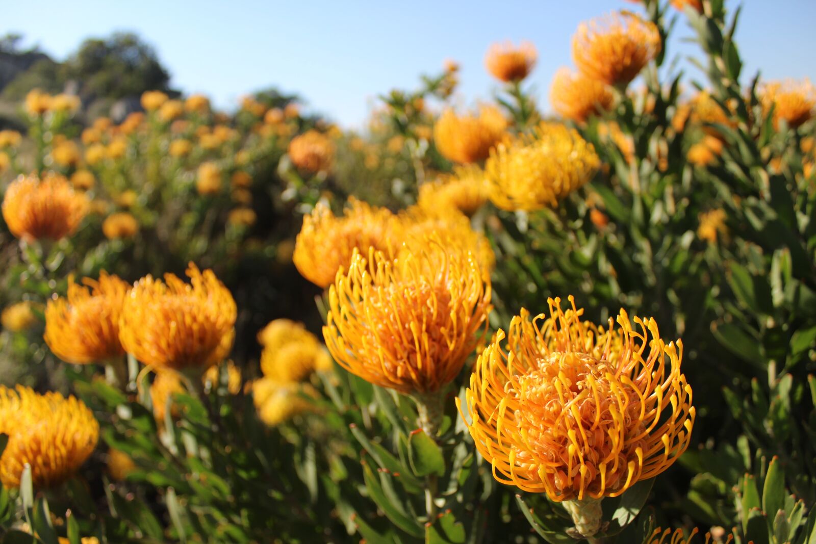 Canon EOS 1300D (EOS Rebel T6 / EOS Kiss X80) sample photo. Fynbos, south africa, flowers photography