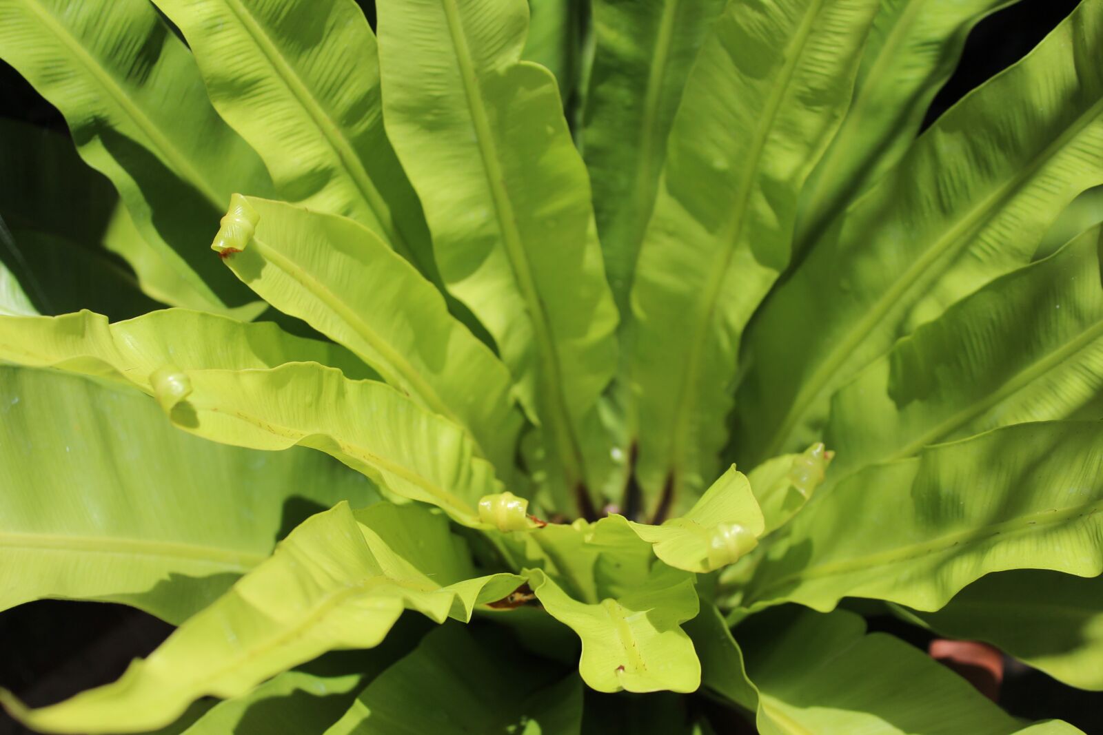 Canon EOS 1300D (EOS Rebel T6 / EOS Kiss X80) sample photo. Birds nest fern, plant photography