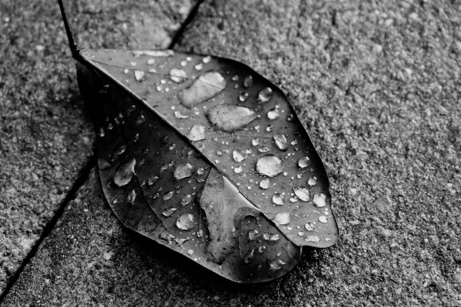 Nikon D5500 sample photo. Leaf, nature, black and photography