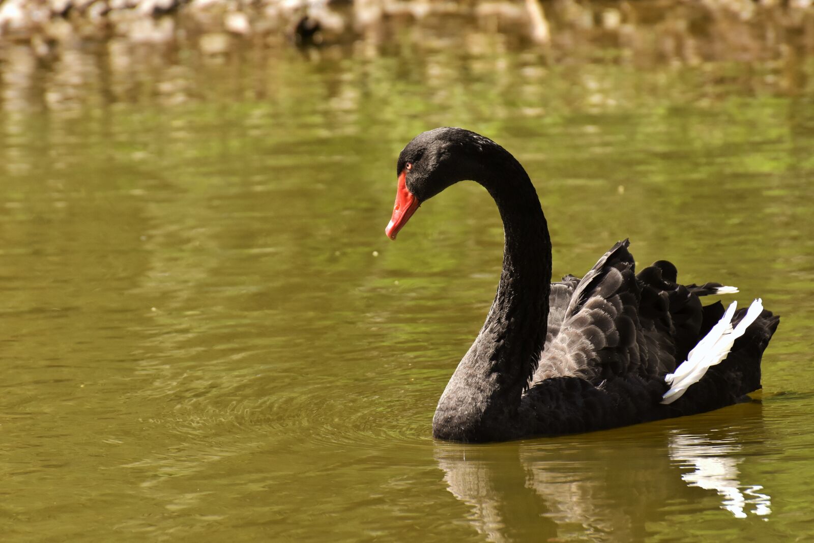 Nikon D7200 sample photo. Swan, black, water bird photography
