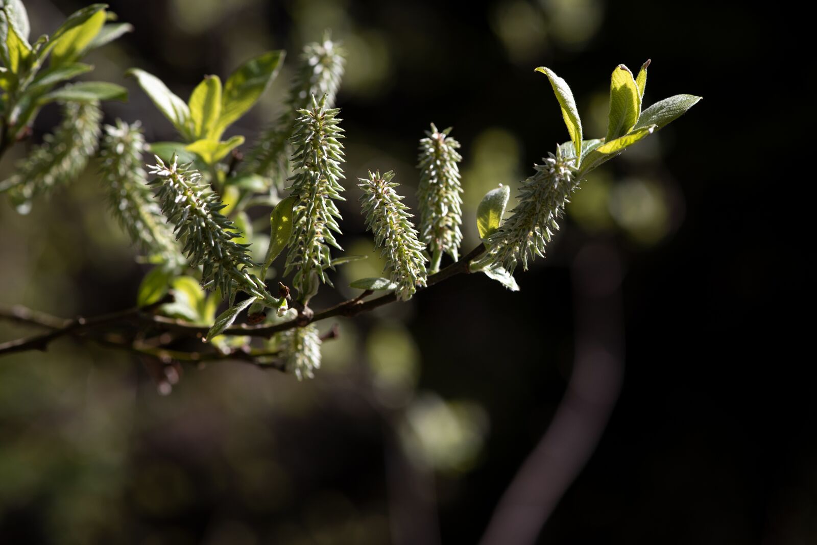 Nikon D750 sample photo. Branch, green, nature photography