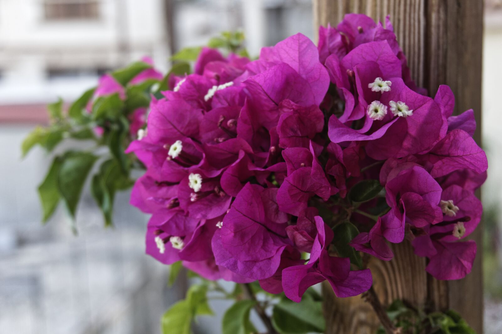 Sony a6000 sample photo. Purple flower, blossom, spring photography