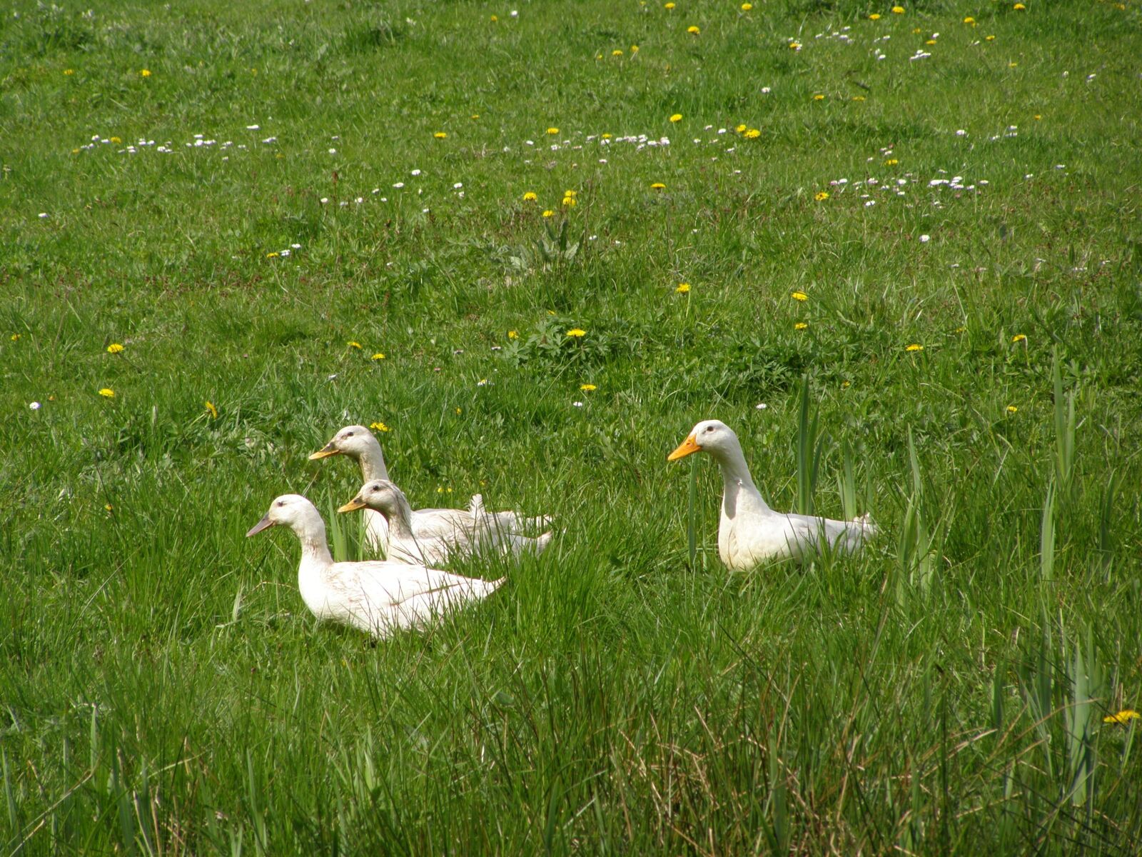 Olympus SP510UZ sample photo. Ducks, grass, fields photography