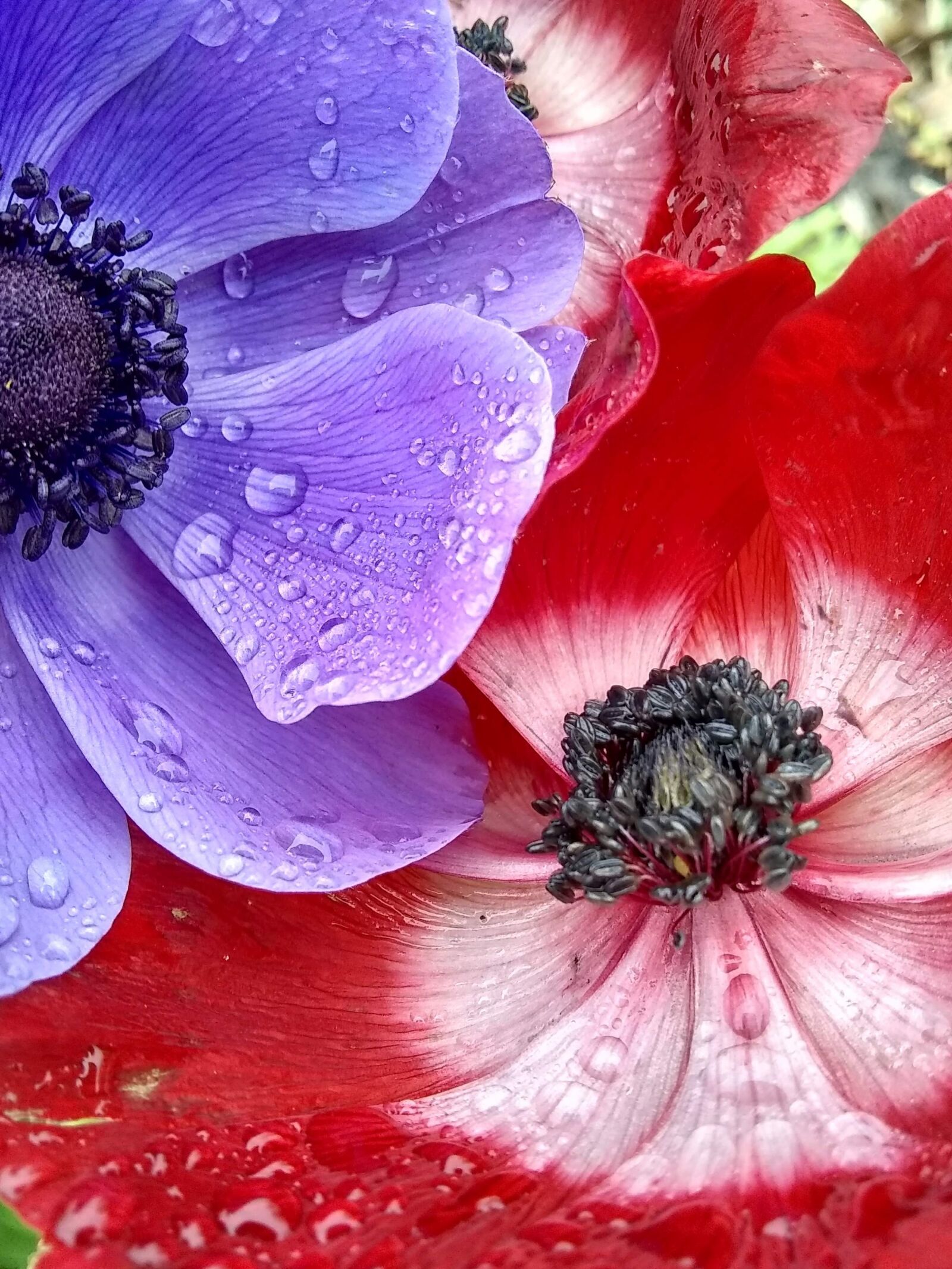 Motorola Moto E4 sample photo. Poppies, spring, droplets photography