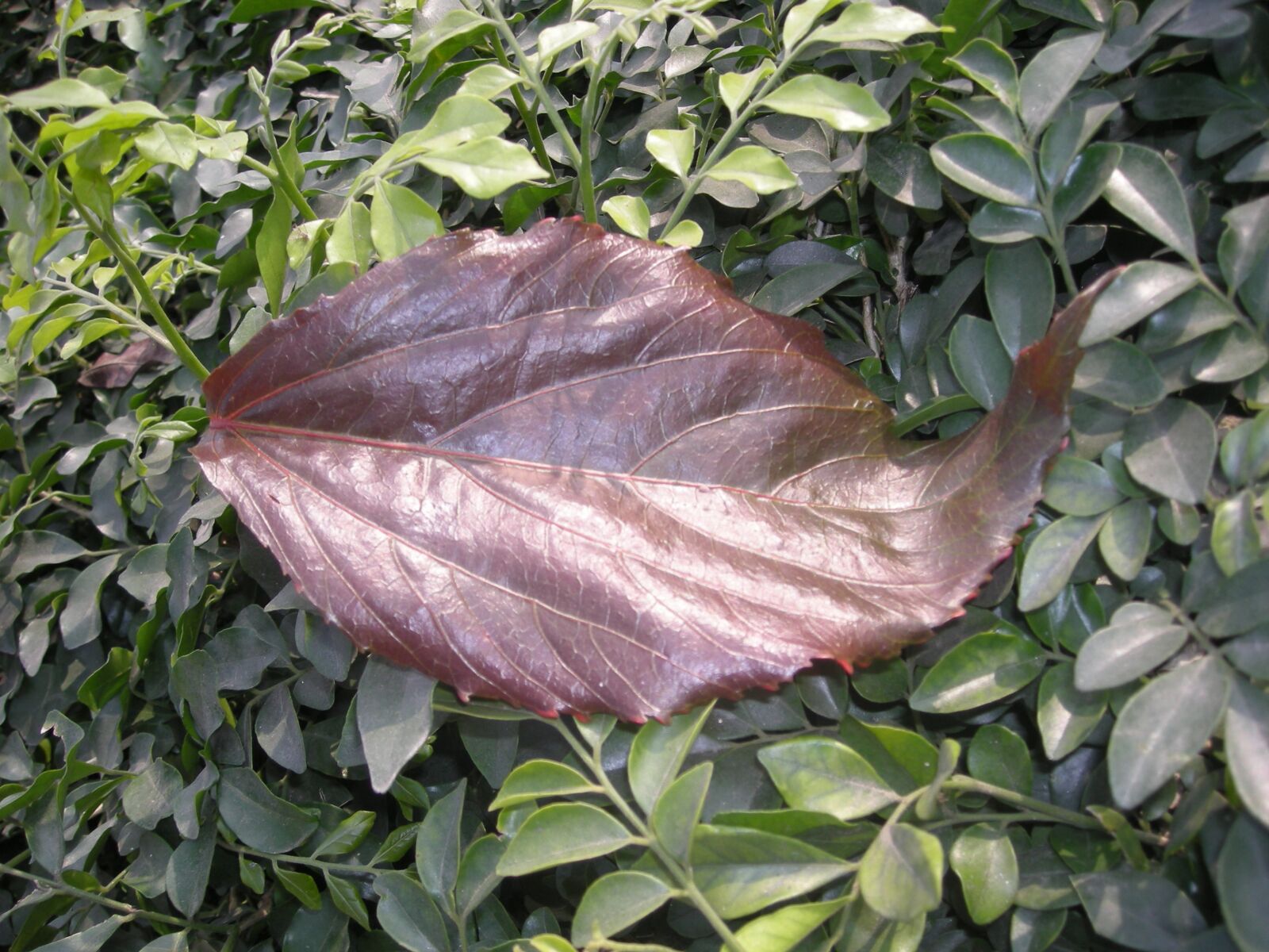 Nikon COOLPIX L12 sample photo. Leaf, red, natural photography
