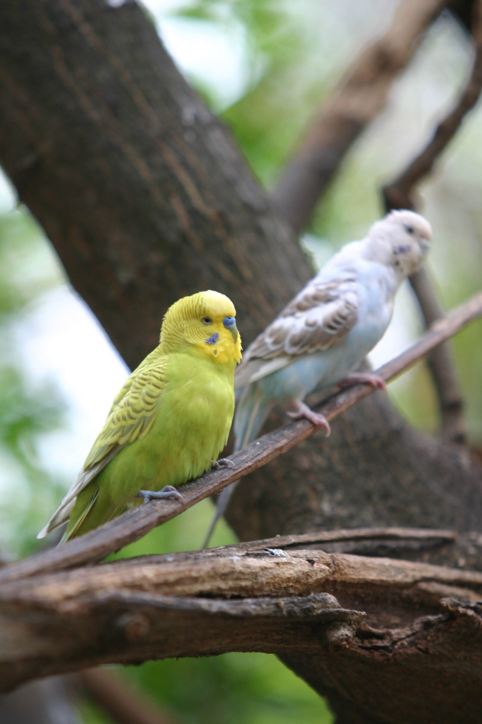 Canon EOS 10D sample photo. Perico, feathers, bird photography