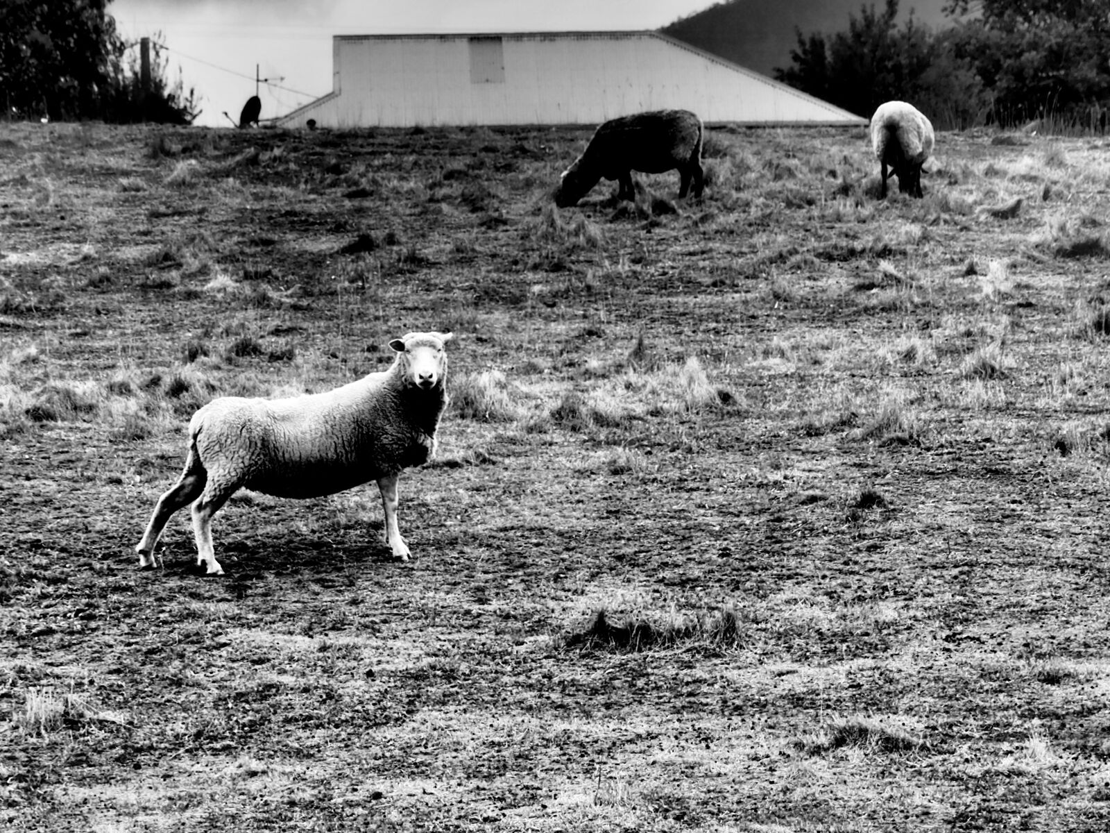Olympus PEN-F + OLYMPUS M.14-150mm F4.0-5.6 II sample photo. Sheep, farm, lamb photography