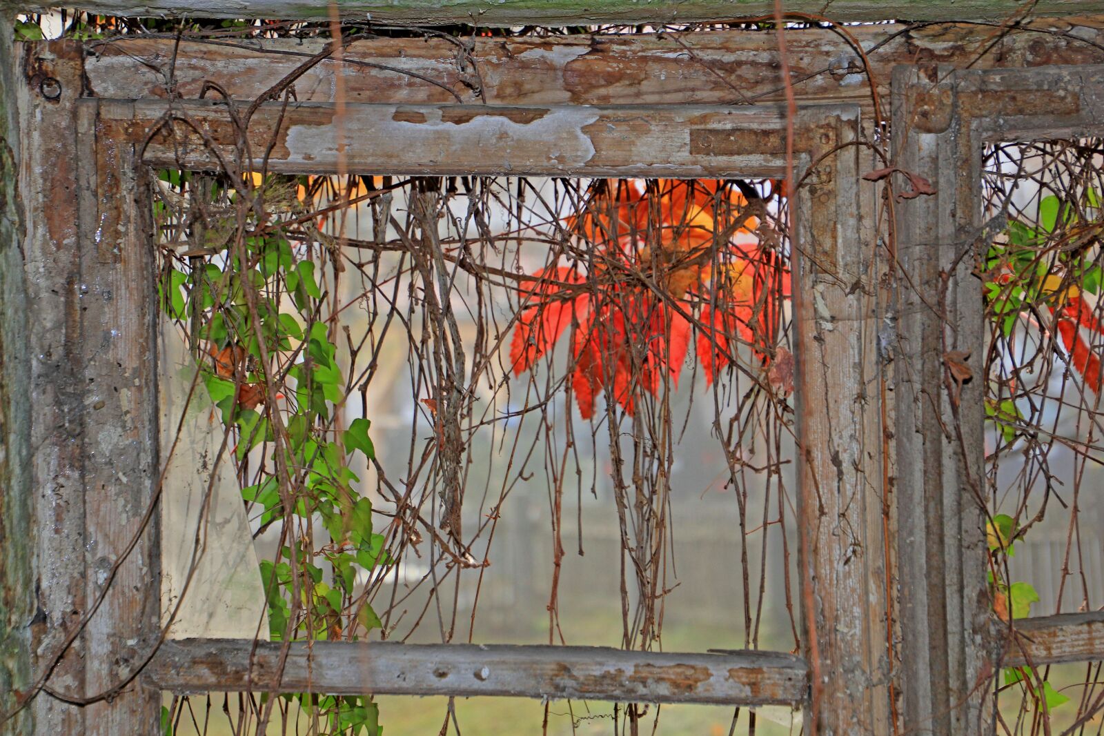 Canon EOS 60D sample photo. Autumn, old, window photography