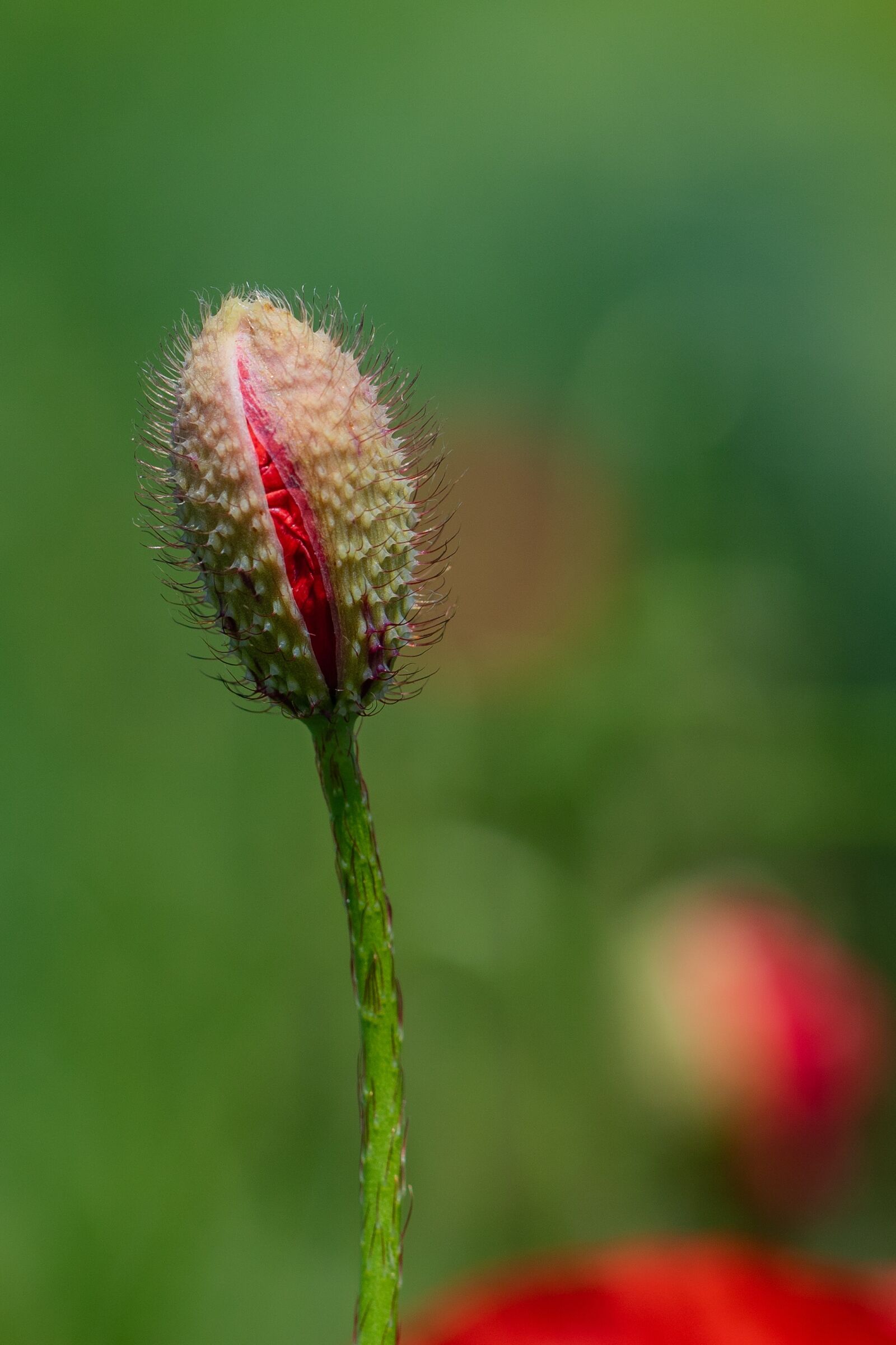 Canon EOS 7D Mark II sample photo. Poppy, klatschmohn, bud photography