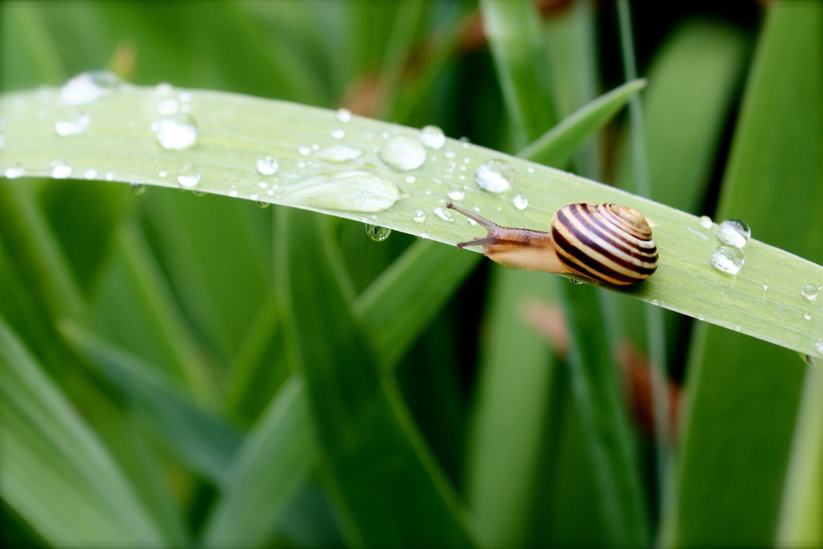 Canon EOS 600D (Rebel EOS T3i / EOS Kiss X5) sample photo. Snail, nature, shell photography