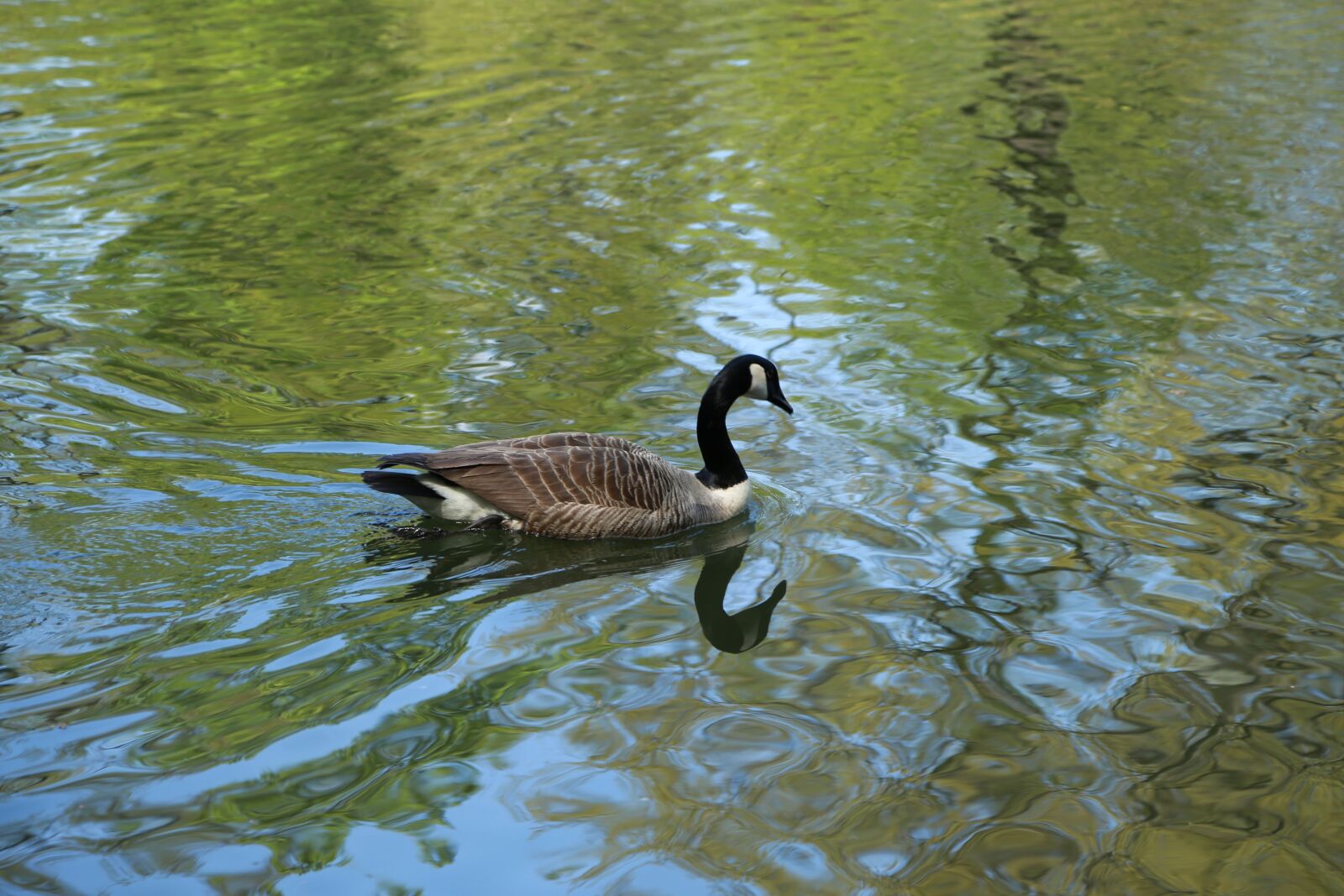 Canon EOS 6D + Canon EF 24-105mm F4L IS USM sample photo. Noel online gift shop photography