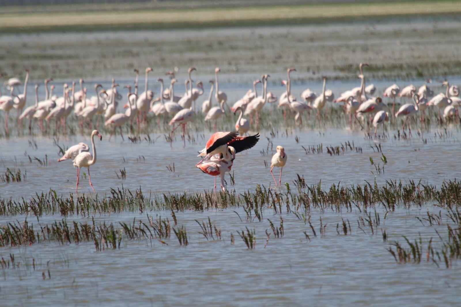 Canon EOS 7D Mark II sample photo. Flamingo, spain, nature photography