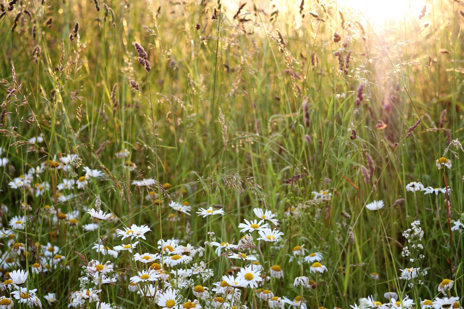 Canon EOS 1200D (EOS Rebel T5 / EOS Kiss X70 / EOS Hi) + Canon EF75-300mm f/4-5.6 sample photo. Meadow, daisies, backlighting photography