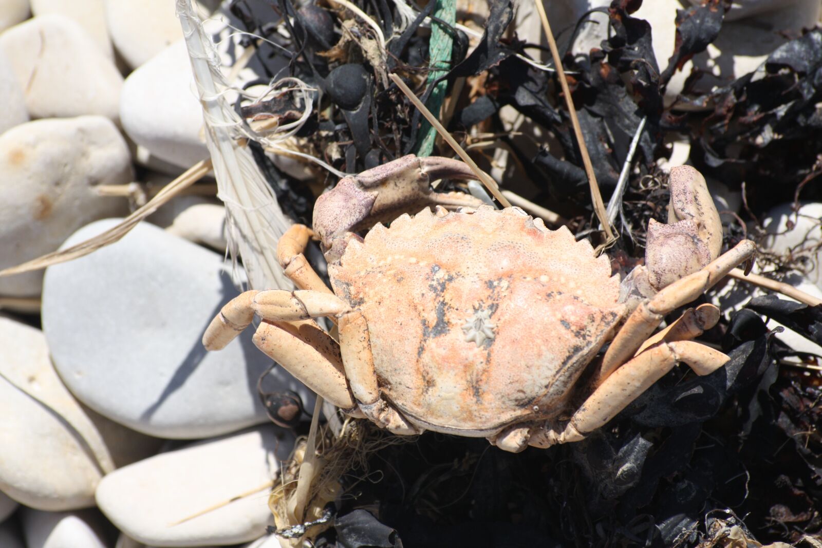 Canon EOS 450D (EOS Rebel XSi / EOS Kiss X2) sample photo. Crab, sea, animal photography