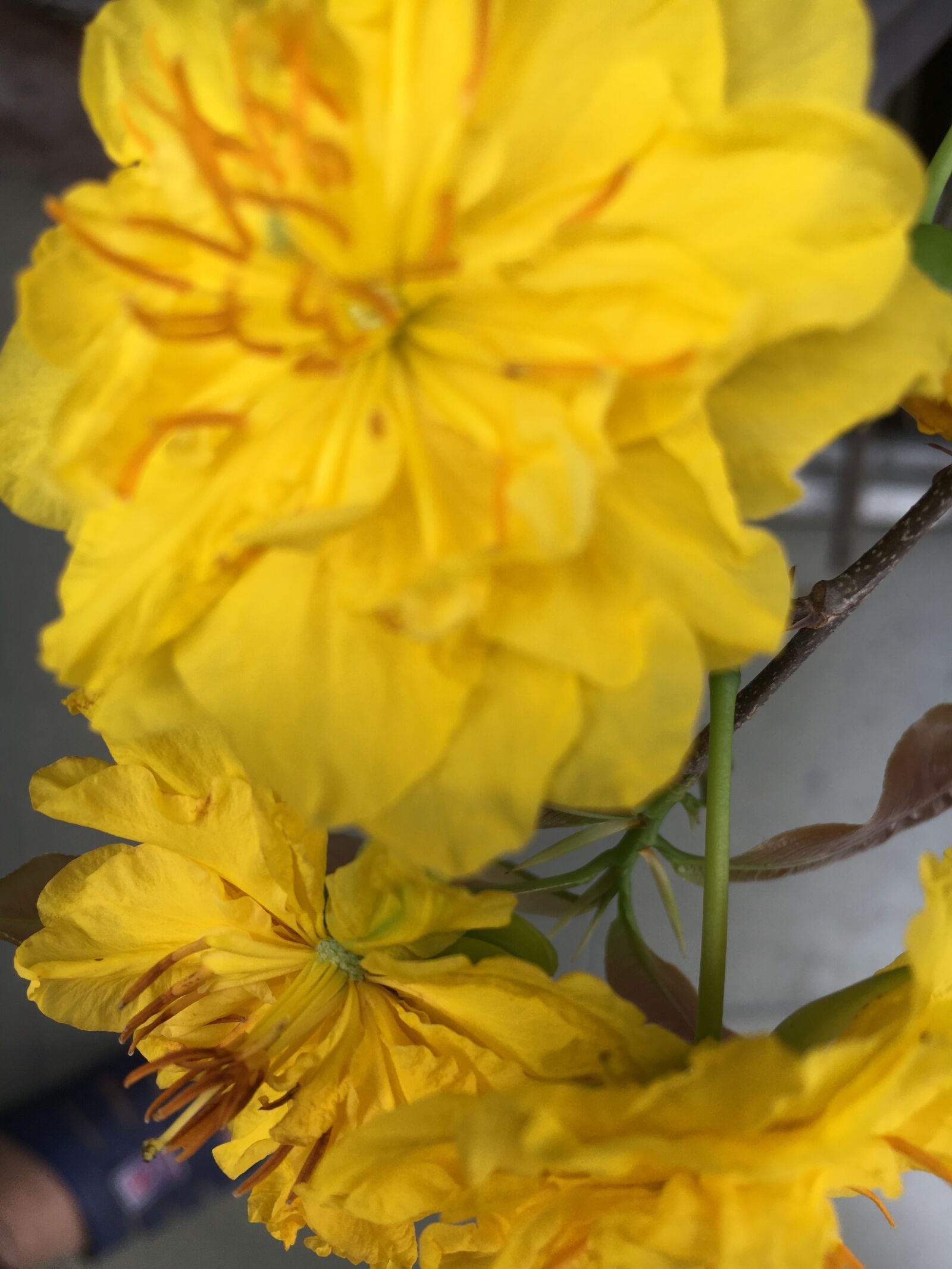 Apple iPhone 6s sample photo. Tags separated by huy photography