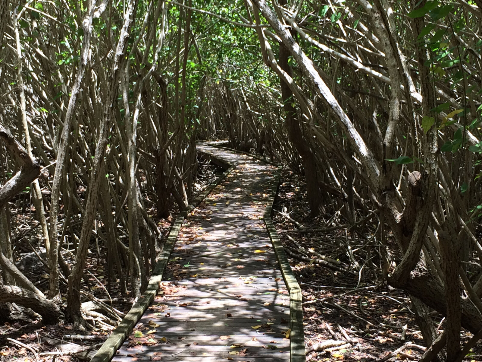 iPhone 5s back camera 4.12mm f/2.2 sample photo. Boardwalk, francis, bay, mangroves photography