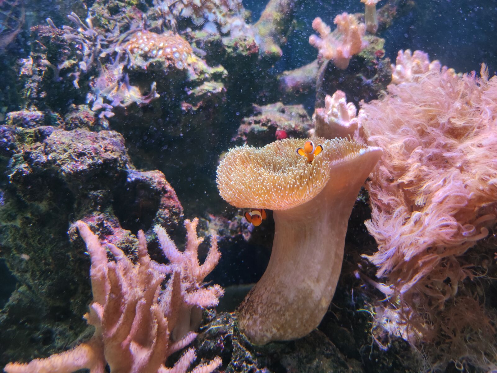 Xiaomi Mi Note 10 Pro sample photo. Sea water, aquarium, ocean photography