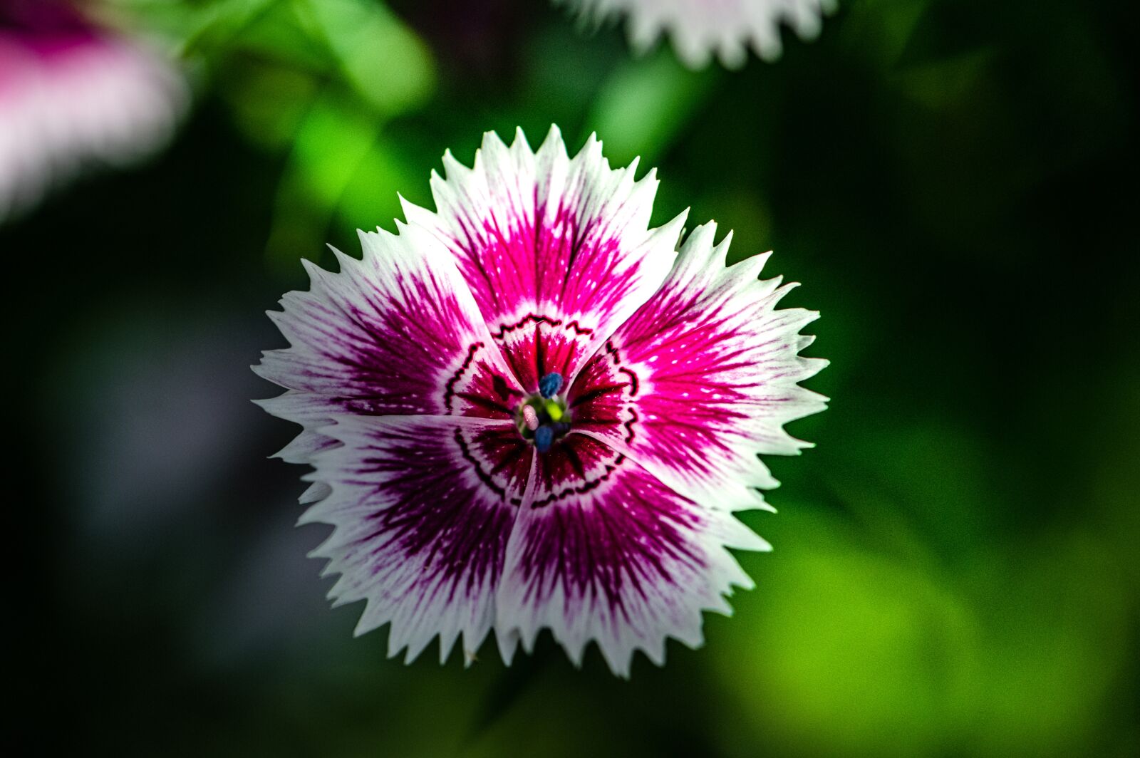 Nikon D850 sample photo. Flower, green, garden photography