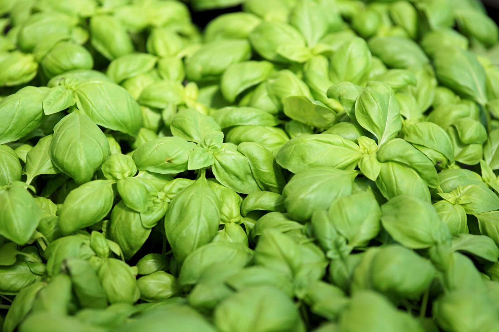 Sony a6000 + E 60mm F2.8 sample photo. Basil, plant, spice photography