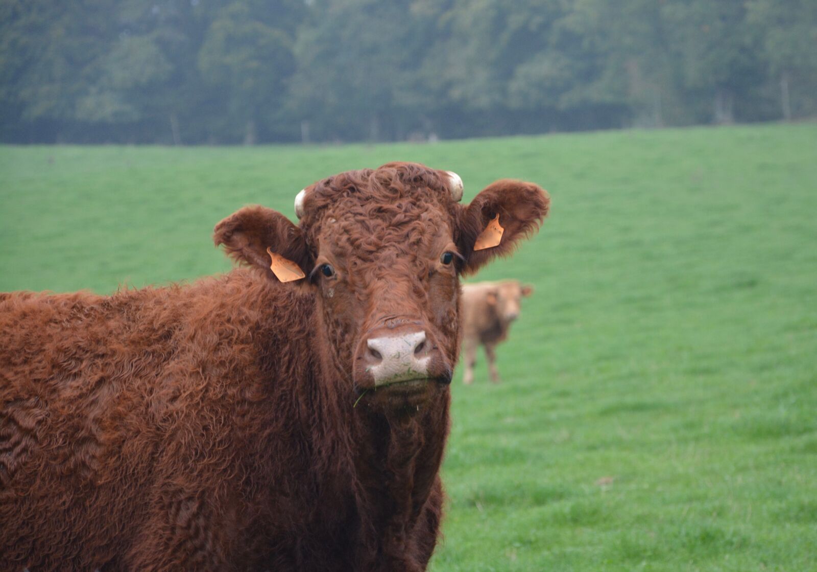 Nikon D5200 sample photo. Cow, portrait, head photography