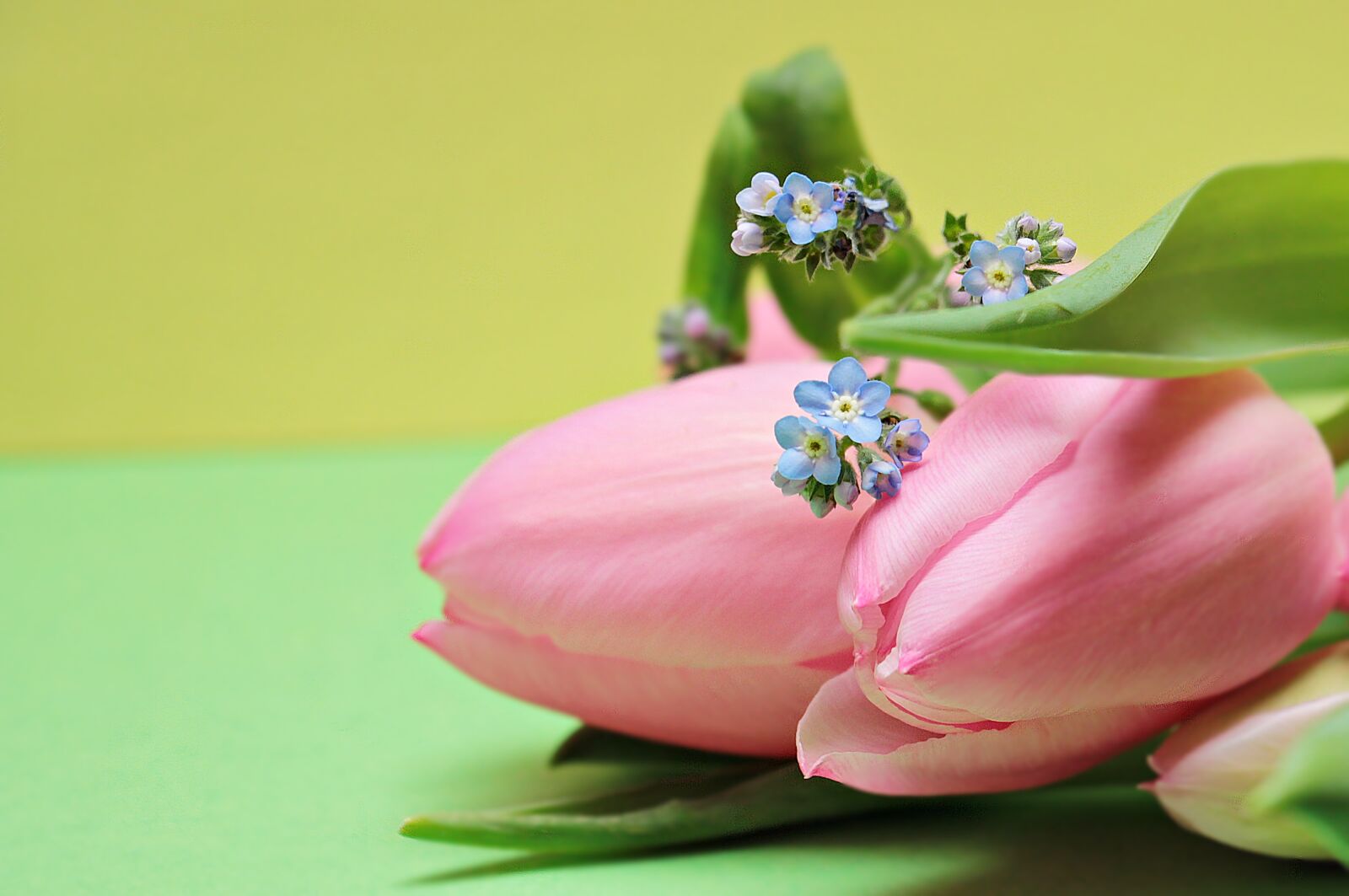 Canon EOS 550D (EOS Rebel T2i / EOS Kiss X4) sample photo. Tulips, forget me not photography