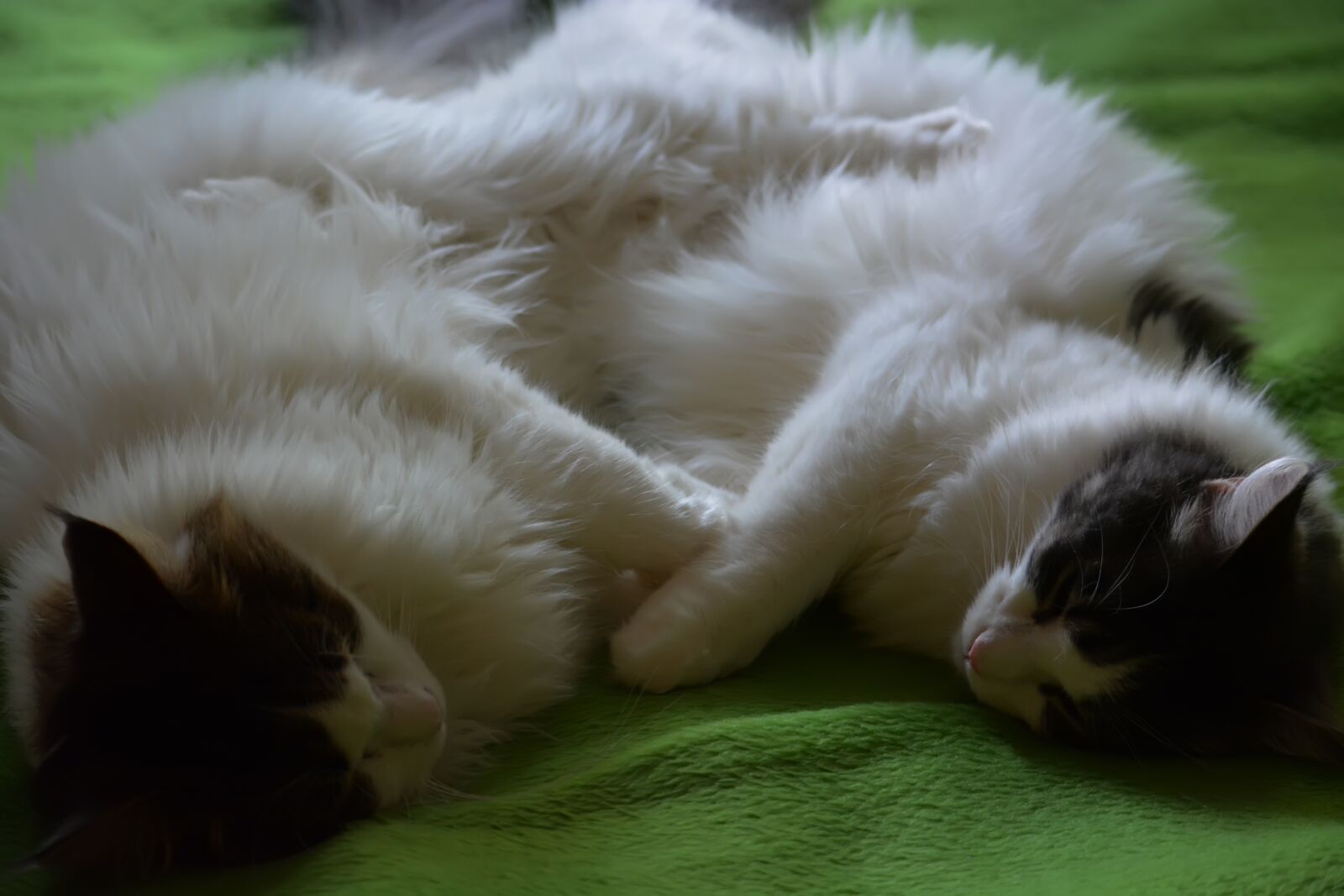 Nikon D5200 sample photo. Kaisa, anneli, cats photography