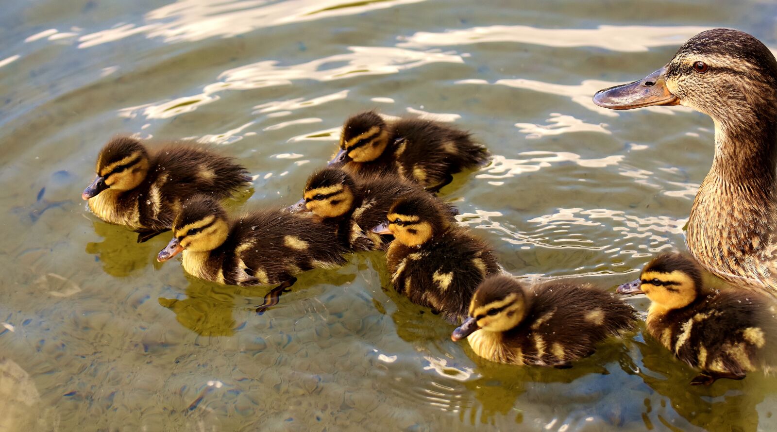 Nikon D7200 sample photo. Mallards, chicks, baby photography