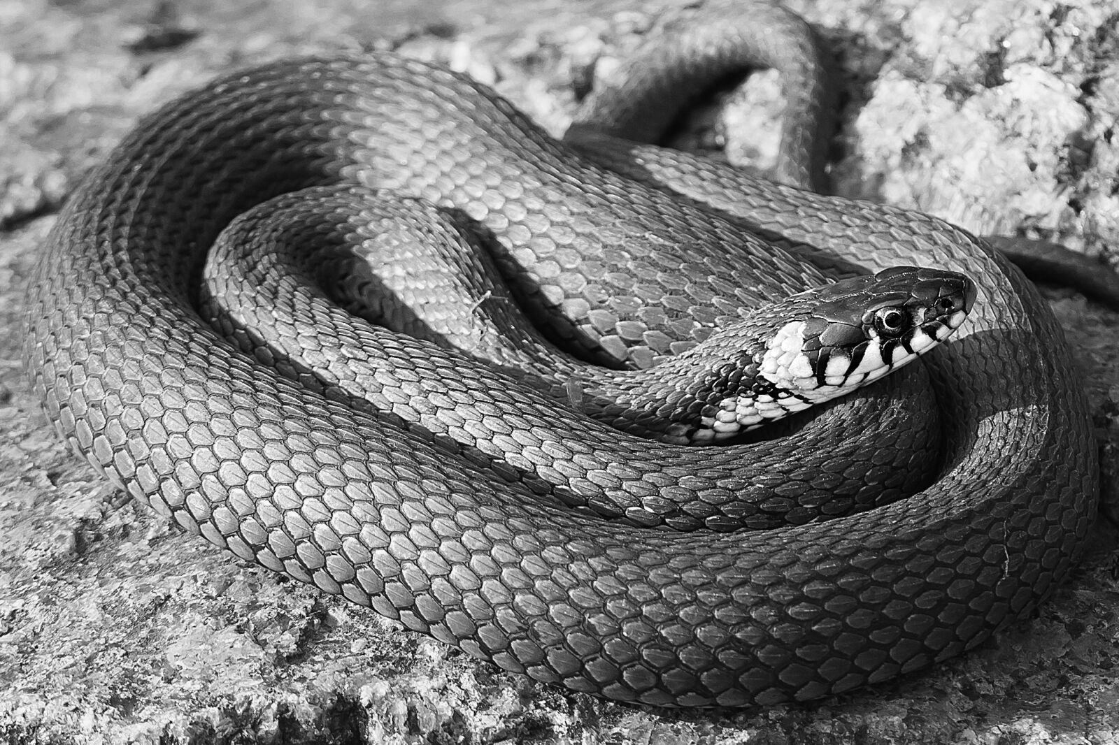 Nikon D3300 sample photo. Snake, black, black and photography