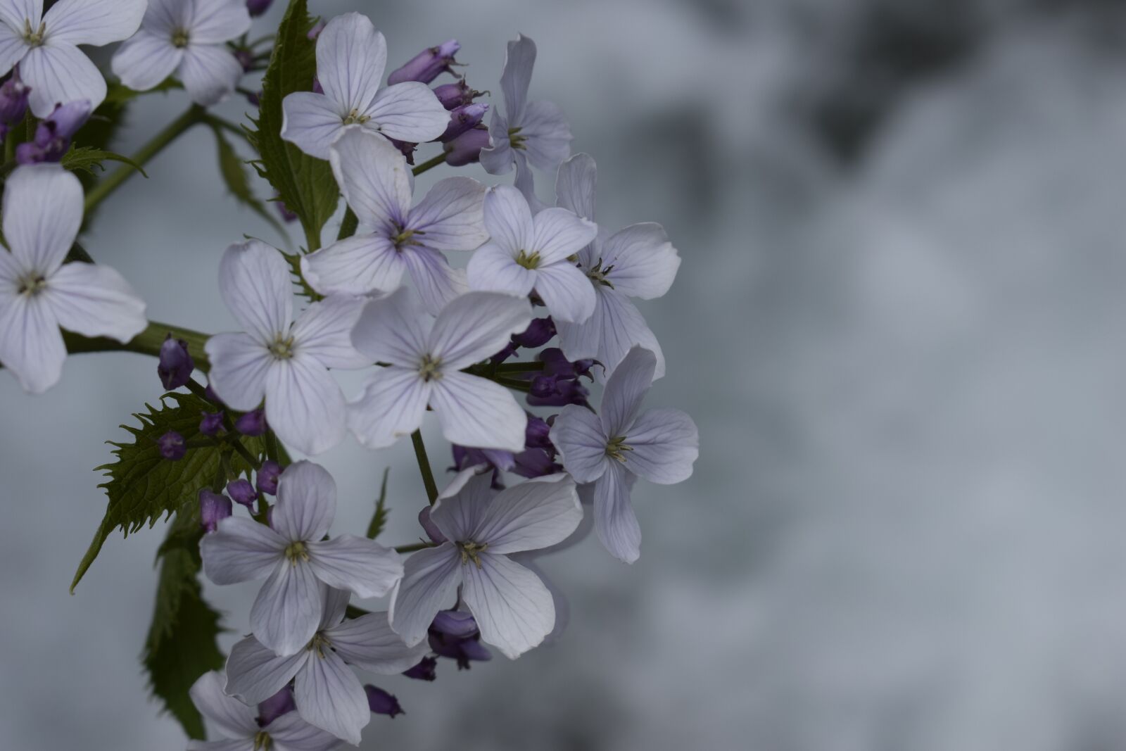 Nikon D3300 sample photo. Beauty, nature, relax photography