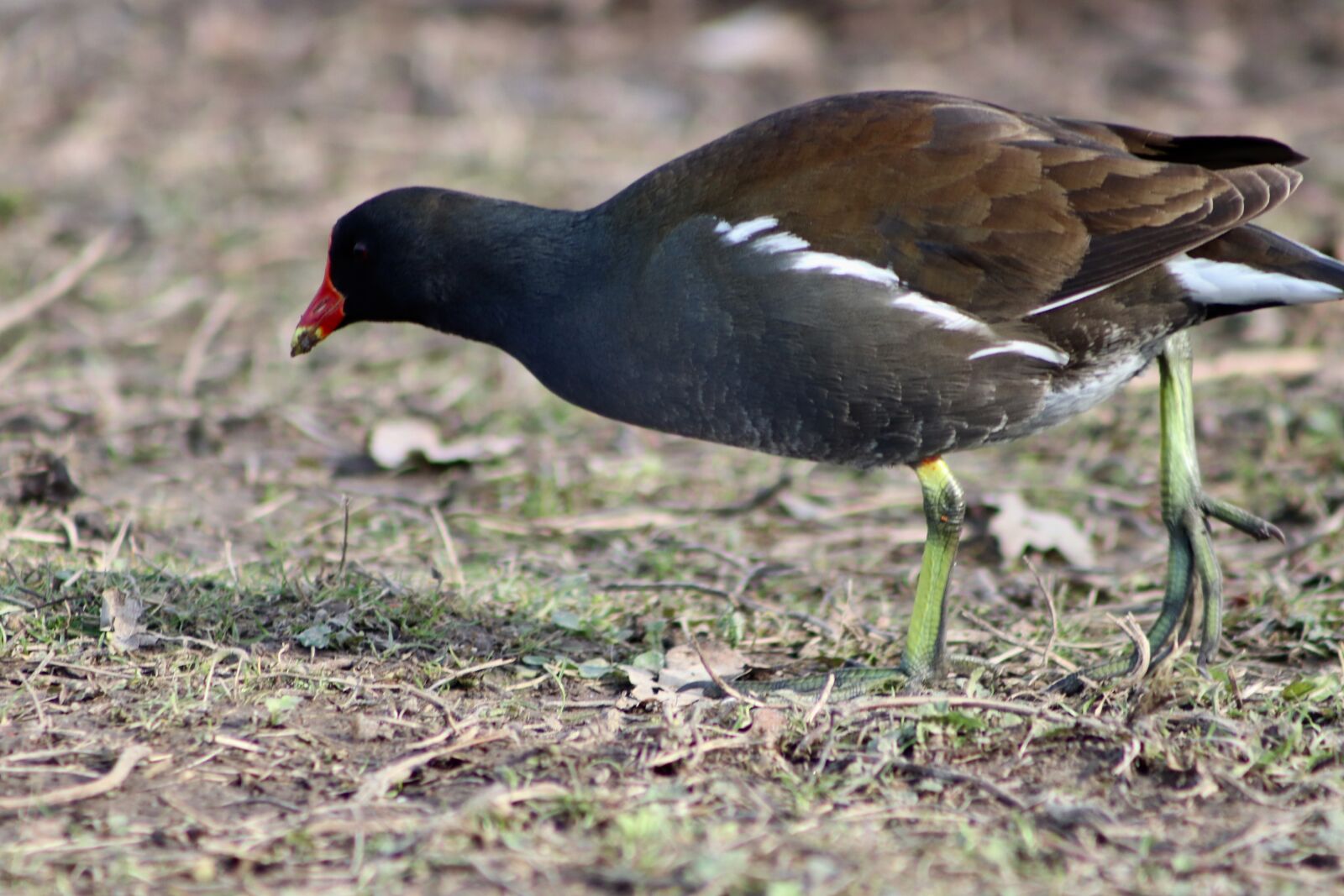 Canon EOS 800D (EOS Rebel T7i / EOS Kiss X9i) sample photo. Water bird, moorhen, ralle photography