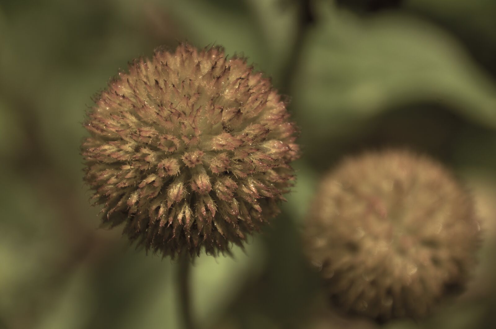 Nikon D7000 sample photo. Flower, cocoon, sphere photography