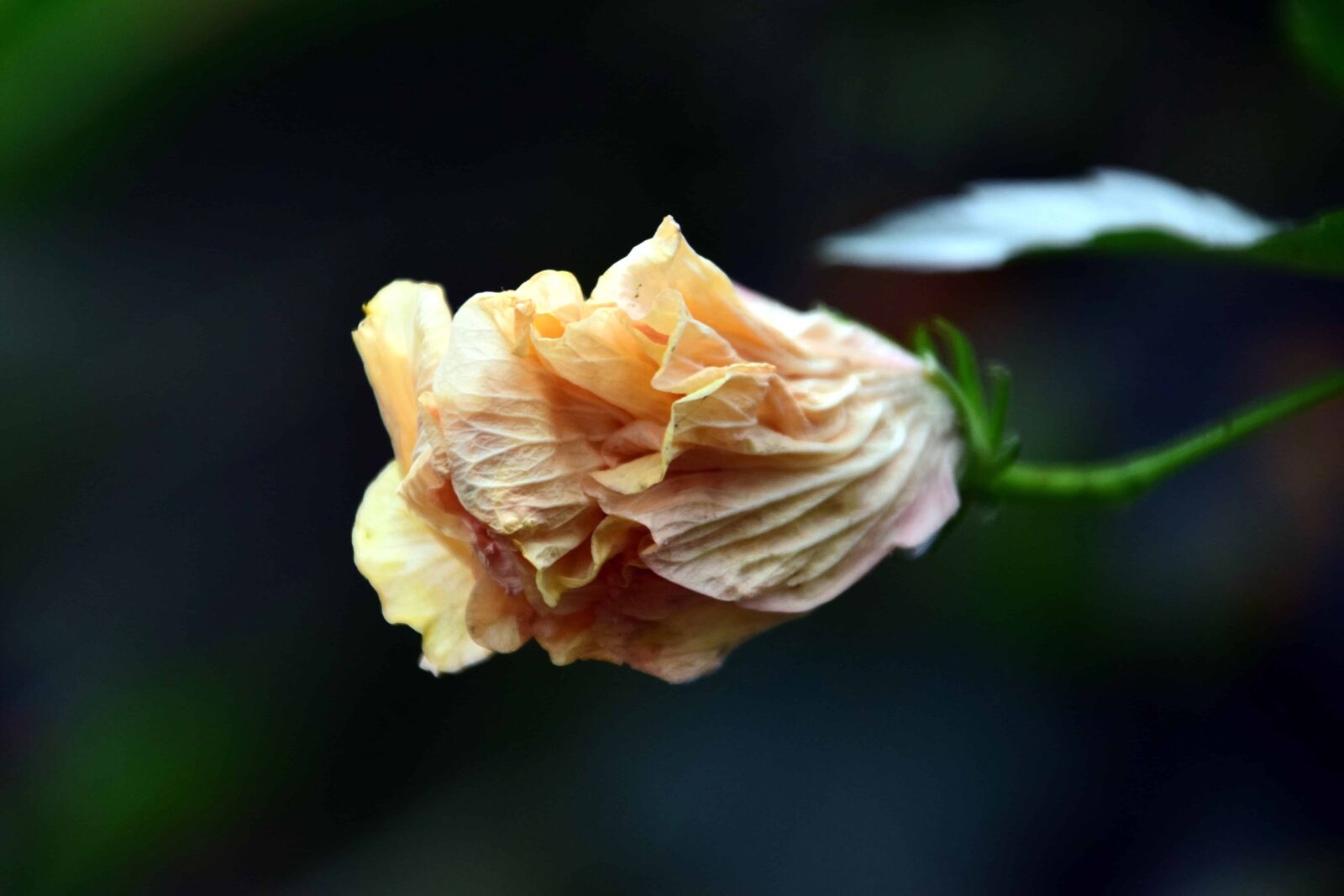 Nikon D3300 sample photo. Nature, flower, flora, leaf photography