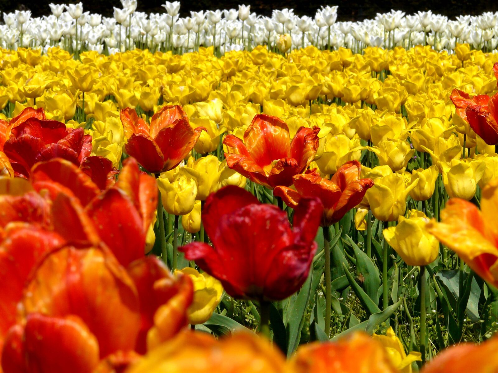 Panasonic DMC-FZ18 sample photo. Spring, tulips, tulip field photography